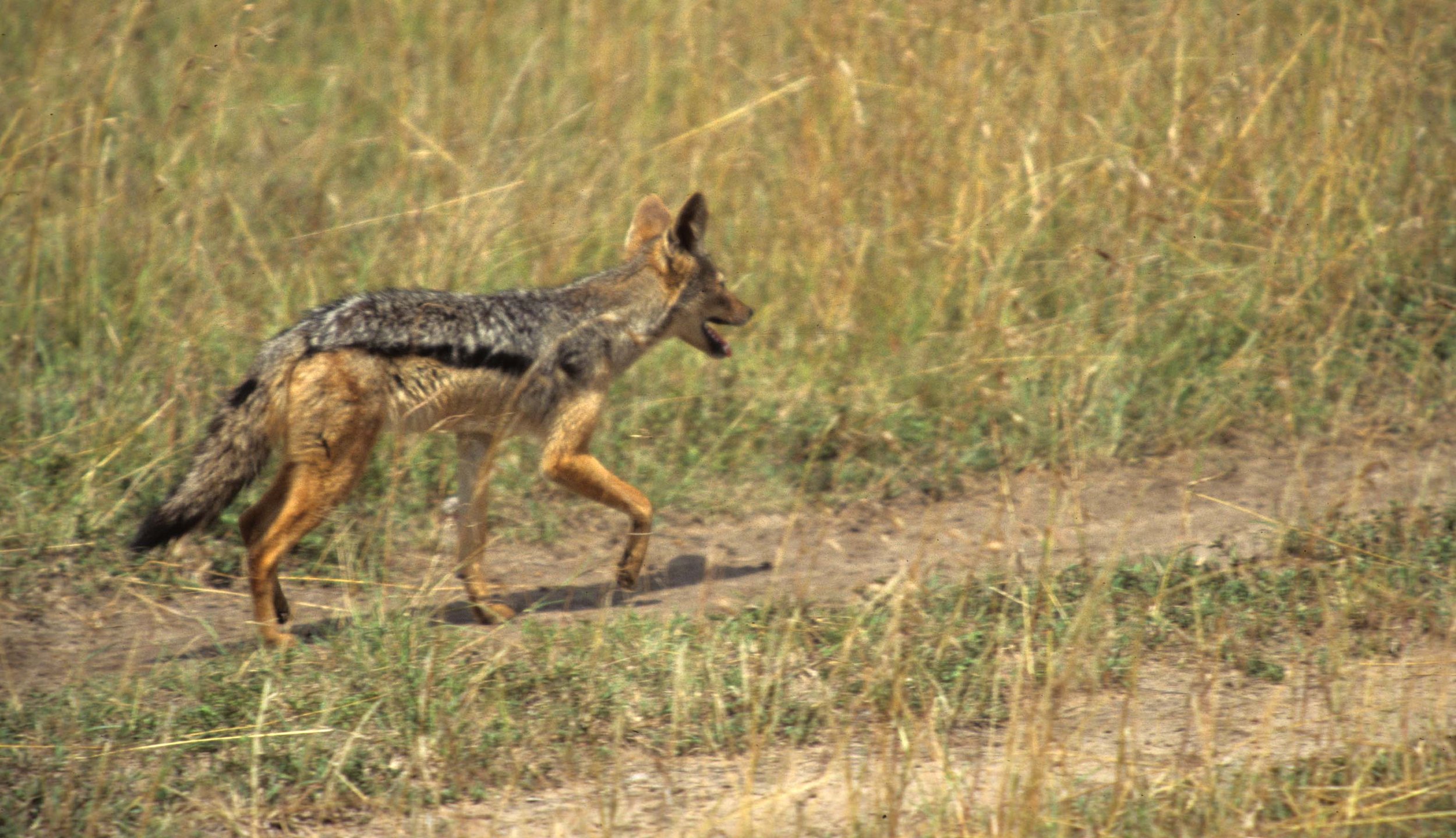 CANID - JACKEL - BLACKBACKED - SERENGETI (2).jpg