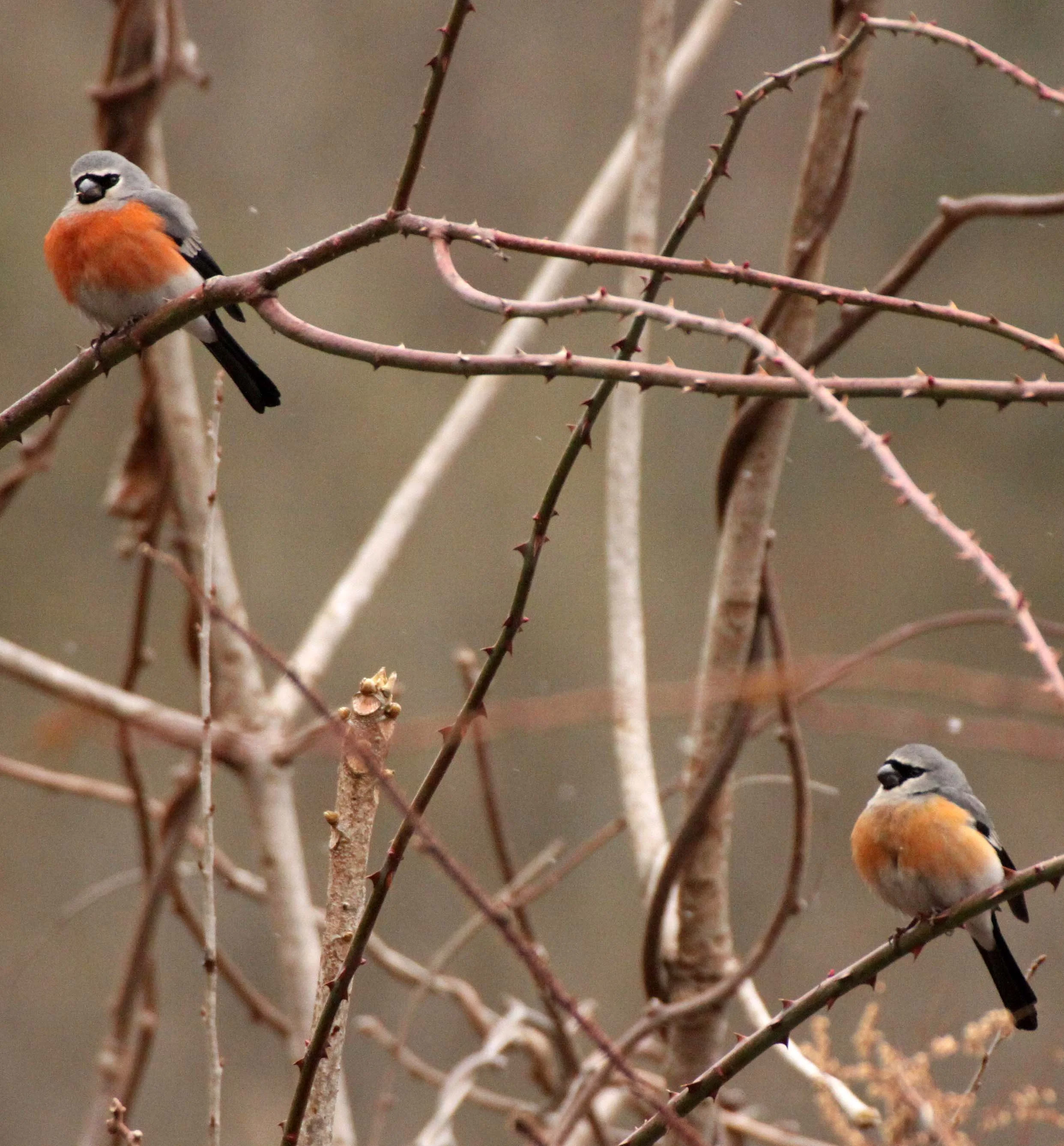 Grey-headed Bullfinch (Pyrrhula erythaca) foping Nature Reserve, Shaanxi China (5).JPG