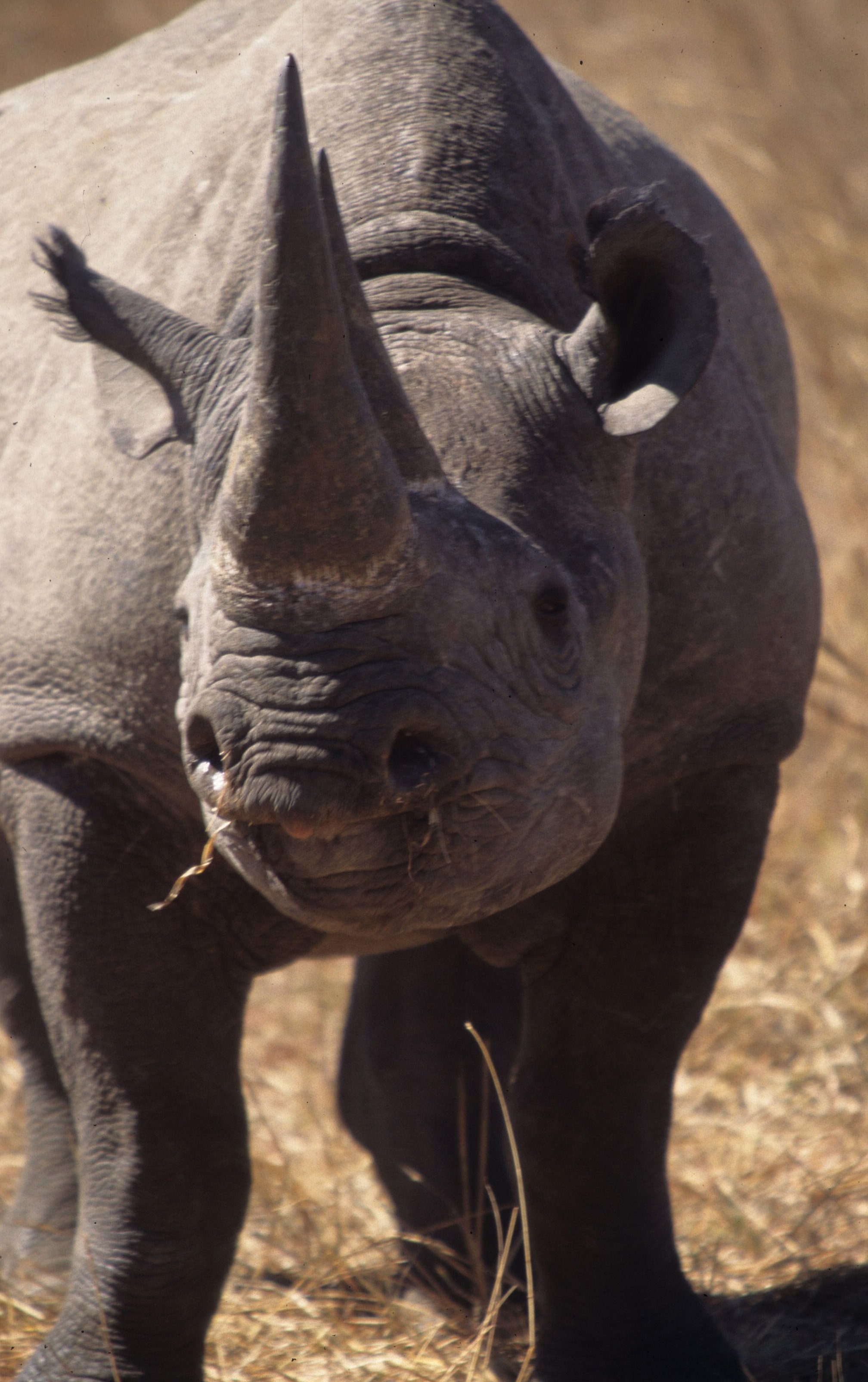 RHINO- BLACK - ZIMBABWE 22.jpg