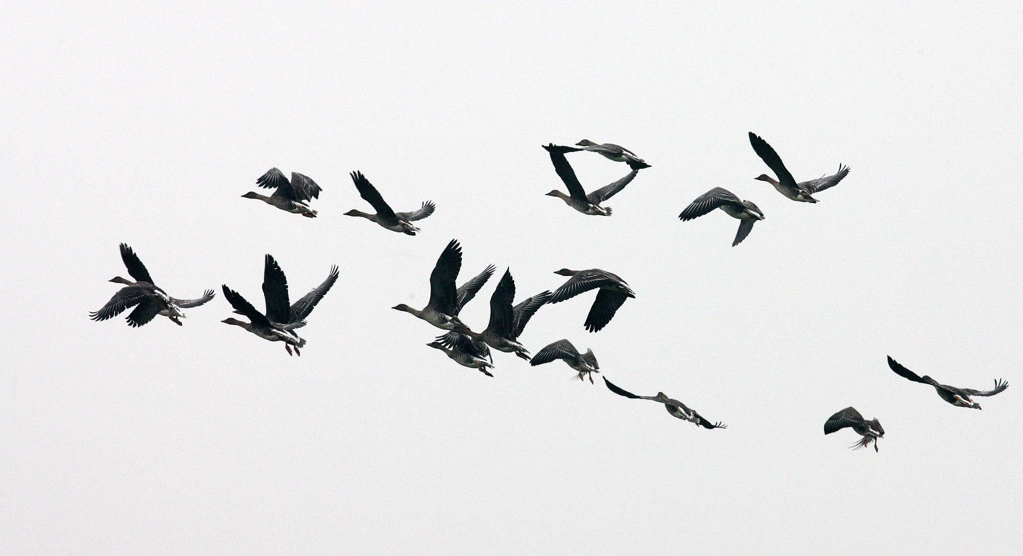 BIRD - GOOSE - BEAN GOOSE - ANSER FABALIS - NANJI HILL RESERVE POYANG LAKE, JIANGXI PROVINCE, CHINA (29).JPG