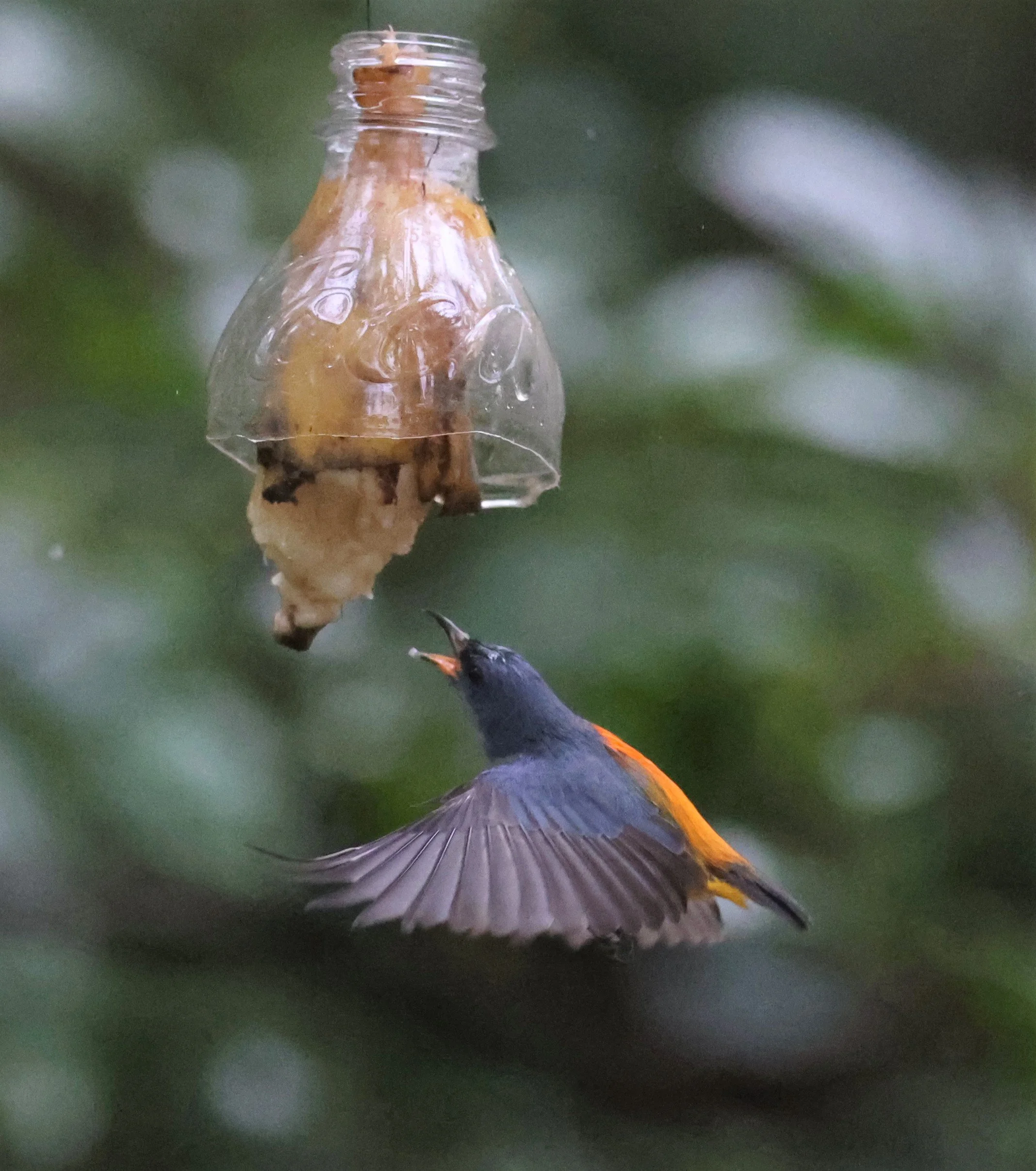 FLOWERPECKER - ORANGE-BELLIED FLOWERPECKER - Dicaeum trigonostigma - NONG YA PLONG PETCHABURI (97).jpg