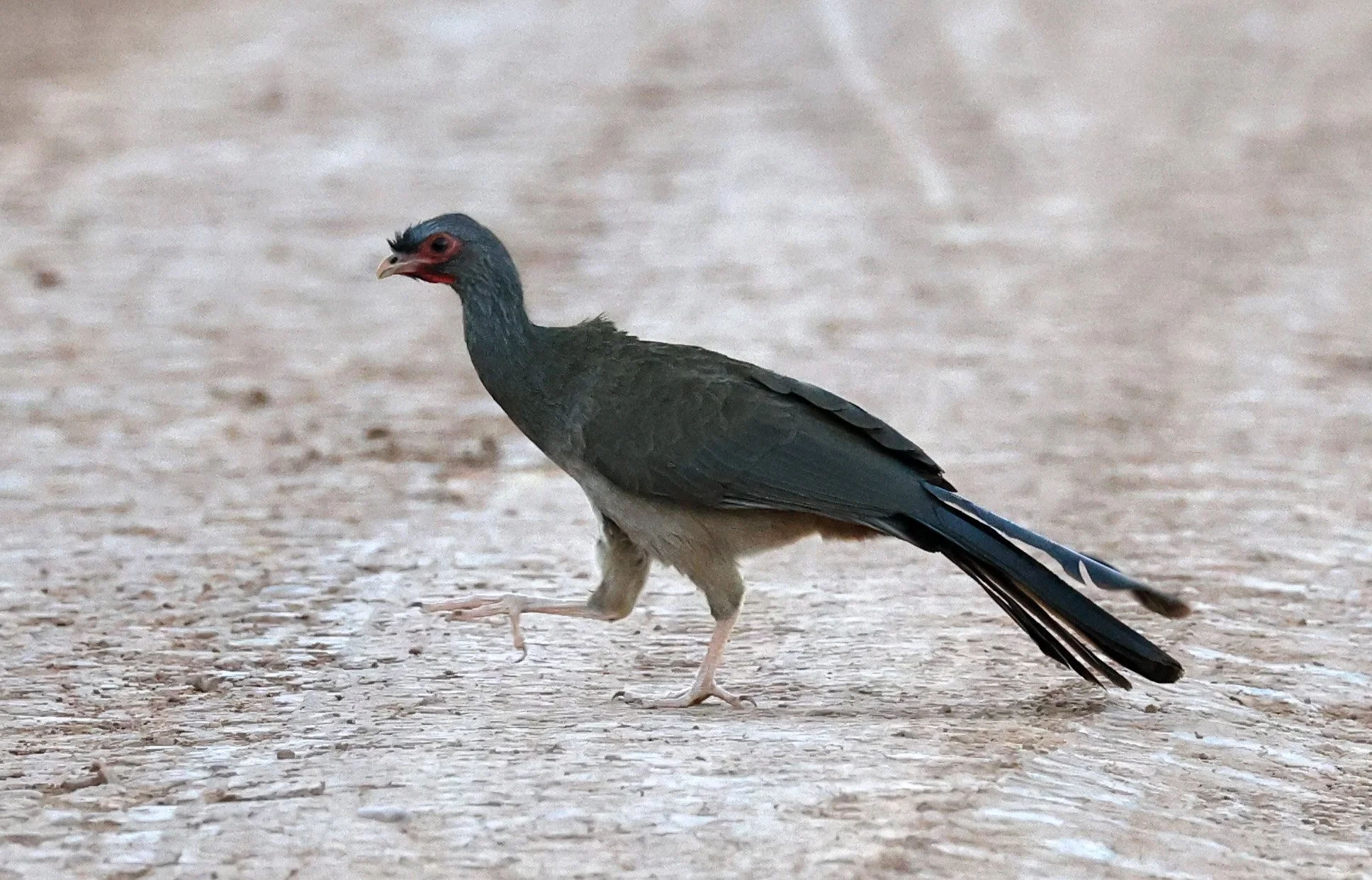 Chaco chachalaca (Ortalis canicollis) Agua Dulce Paraguay (5).jpg