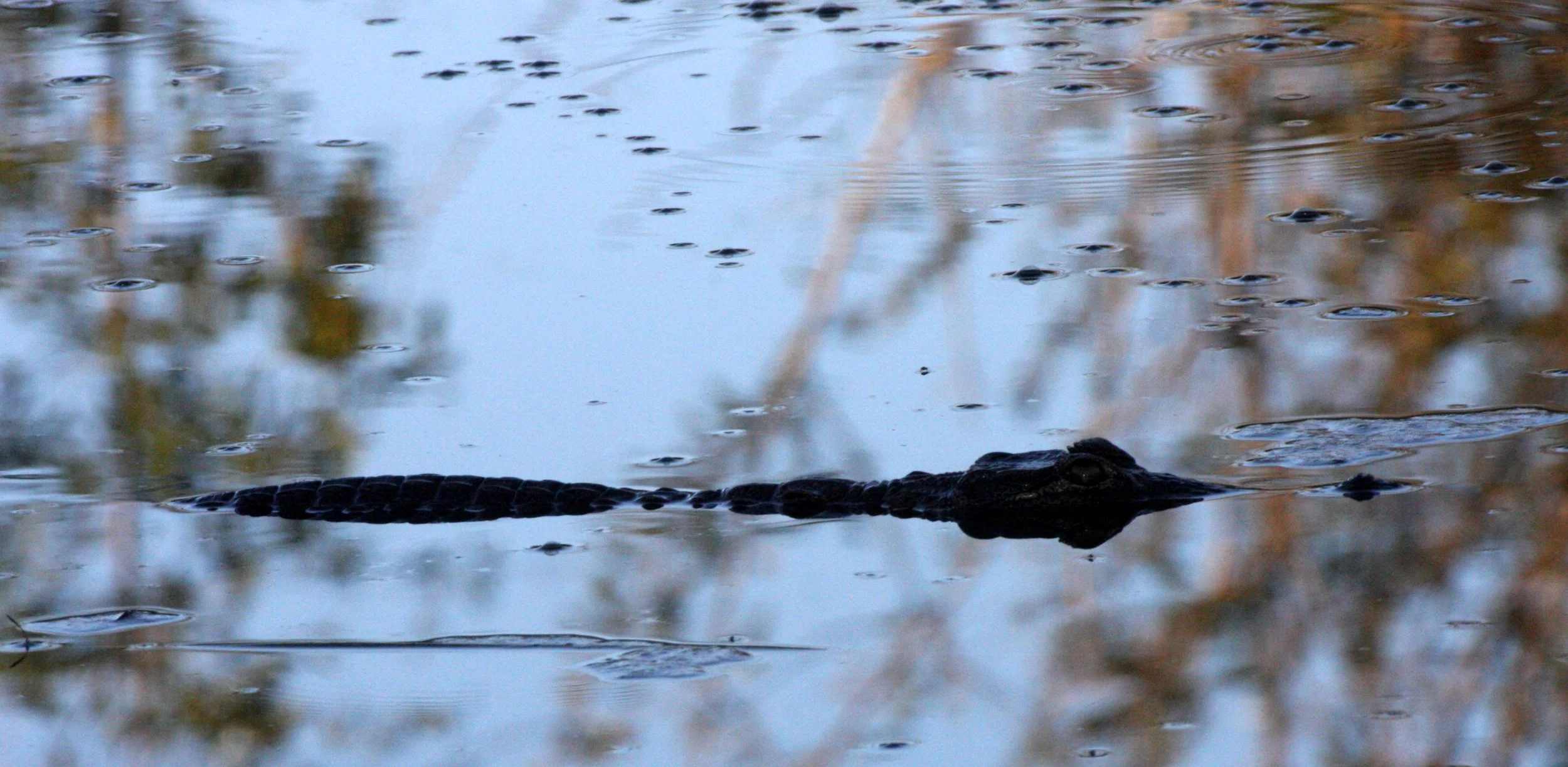 Crocodylus niloticus cowiei - SOUTH AFRICAN NILE CROCODILE - KRUGER NATIONAL PARK SOUTH AFRICA (10).JPG
