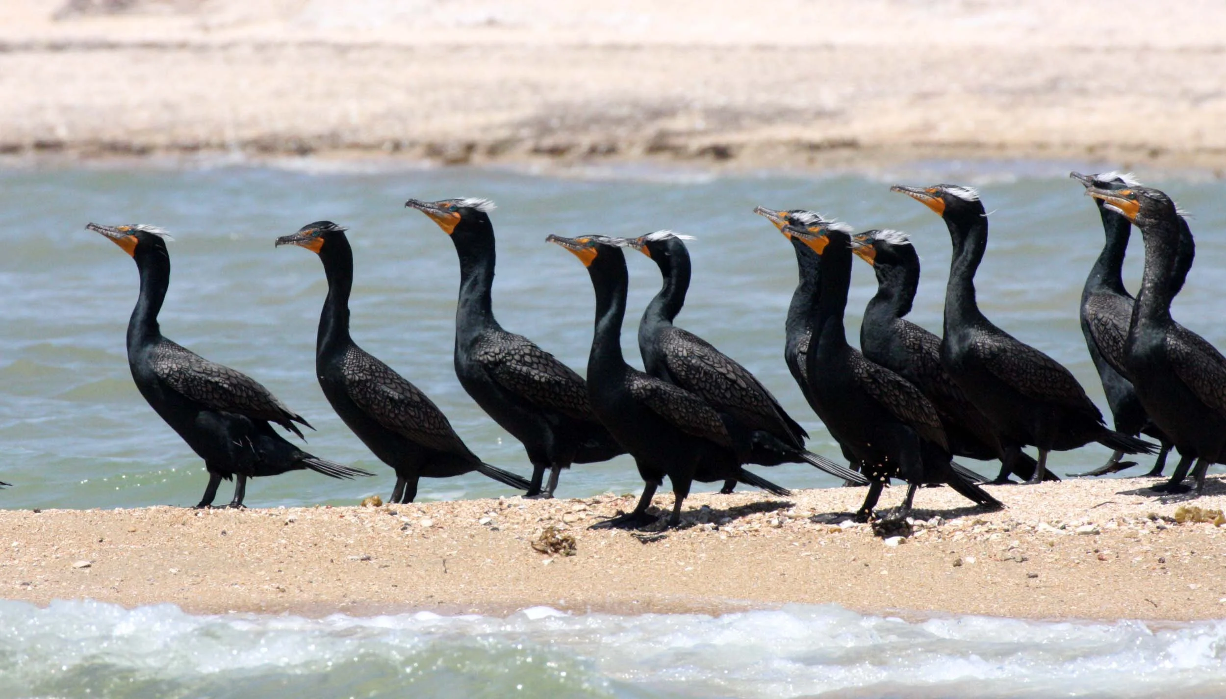 Nannopterum auritum - Double-crested Cormorant - San Ignacio Lagoon, Baja Mexico (12).JPG