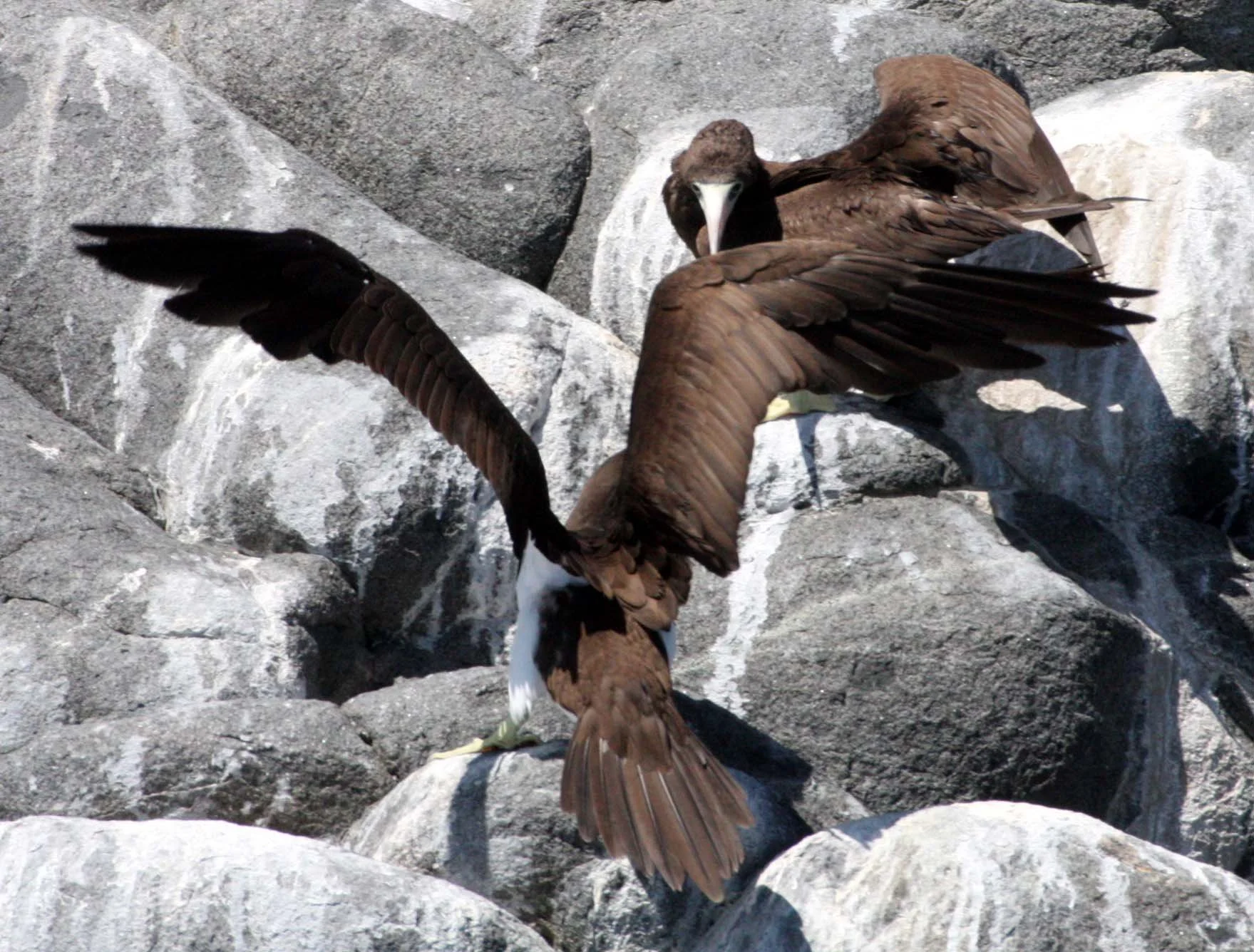 Brown Booby (Sula leucogaster) Santa Catalina Island Baja Mexico (19).JPG