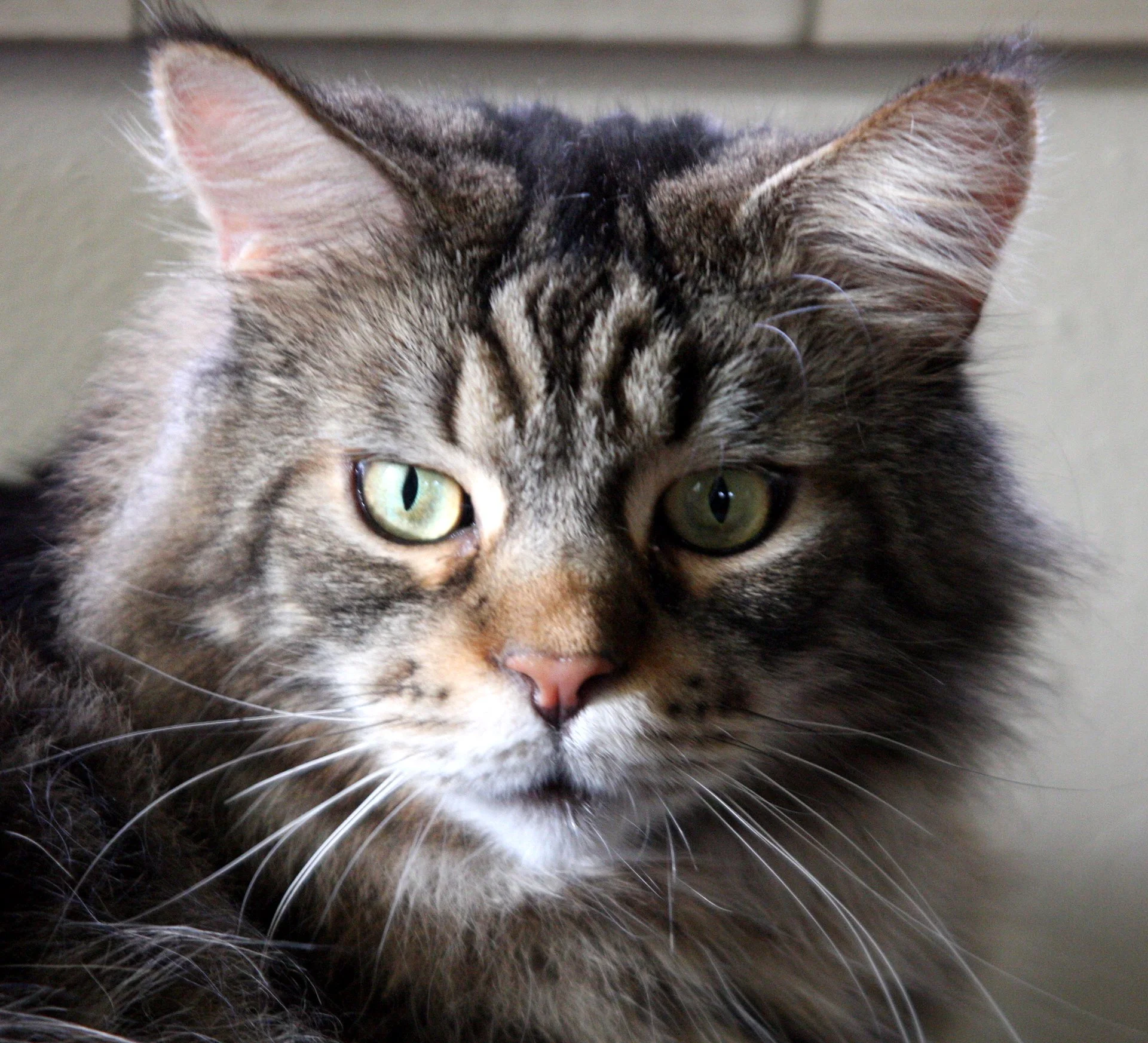 2009-10-31 CAT (2).JPG