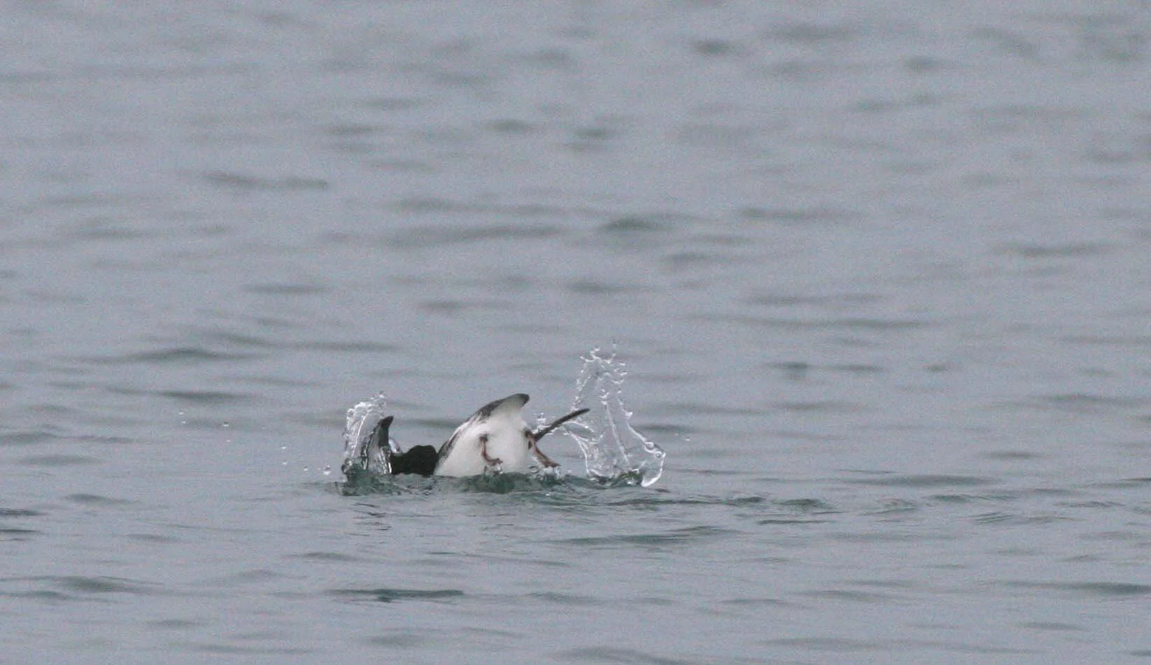 Brachyramphus marmoratus - MARBLED MURRELET - STRAIT OF JUAN DE FUCA U (3).jpg