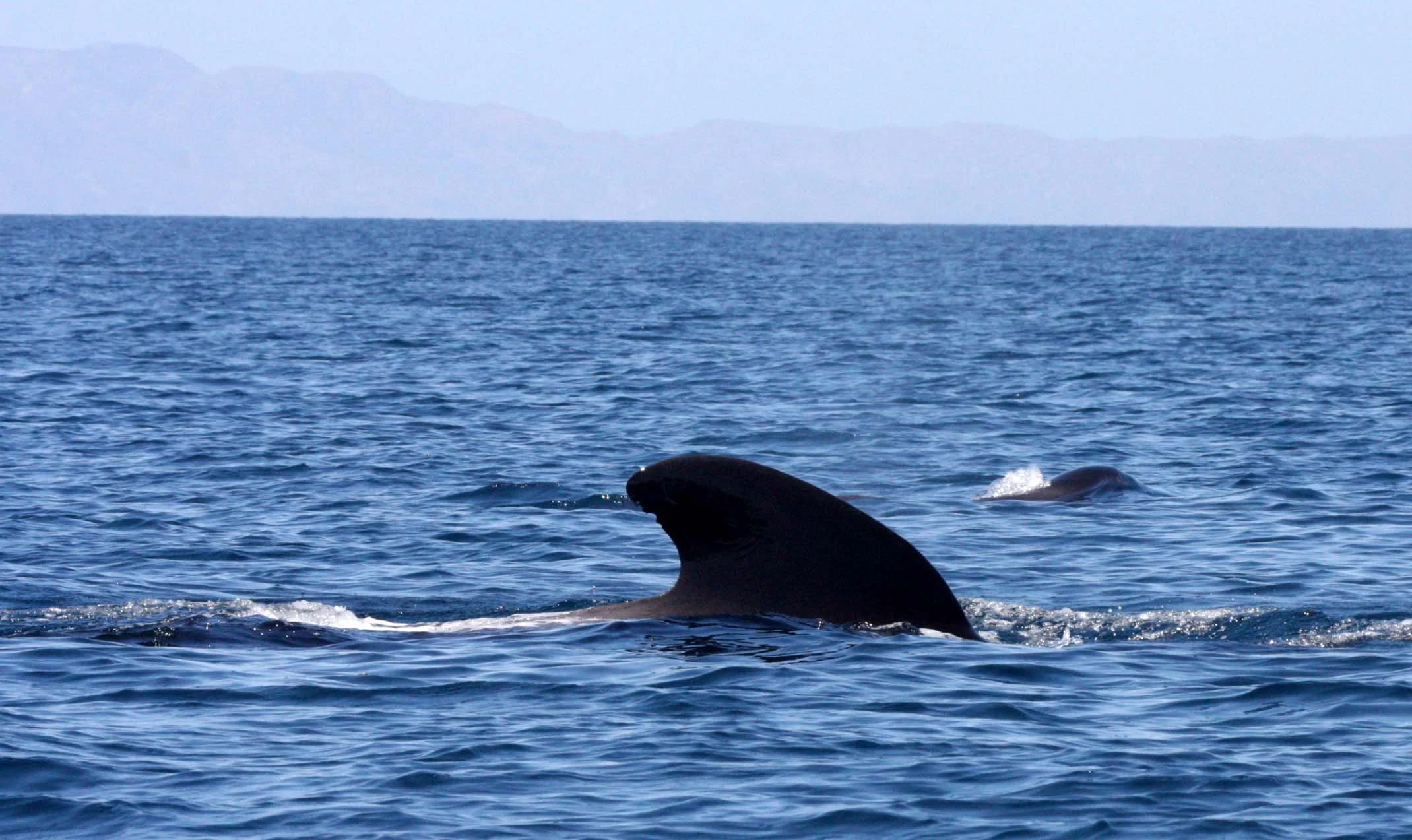 CETACEAN - WHALE - PILOT WHALE - ISLA CATALINA BAJA MEXICO - BAHIA LORETO (28).JPG