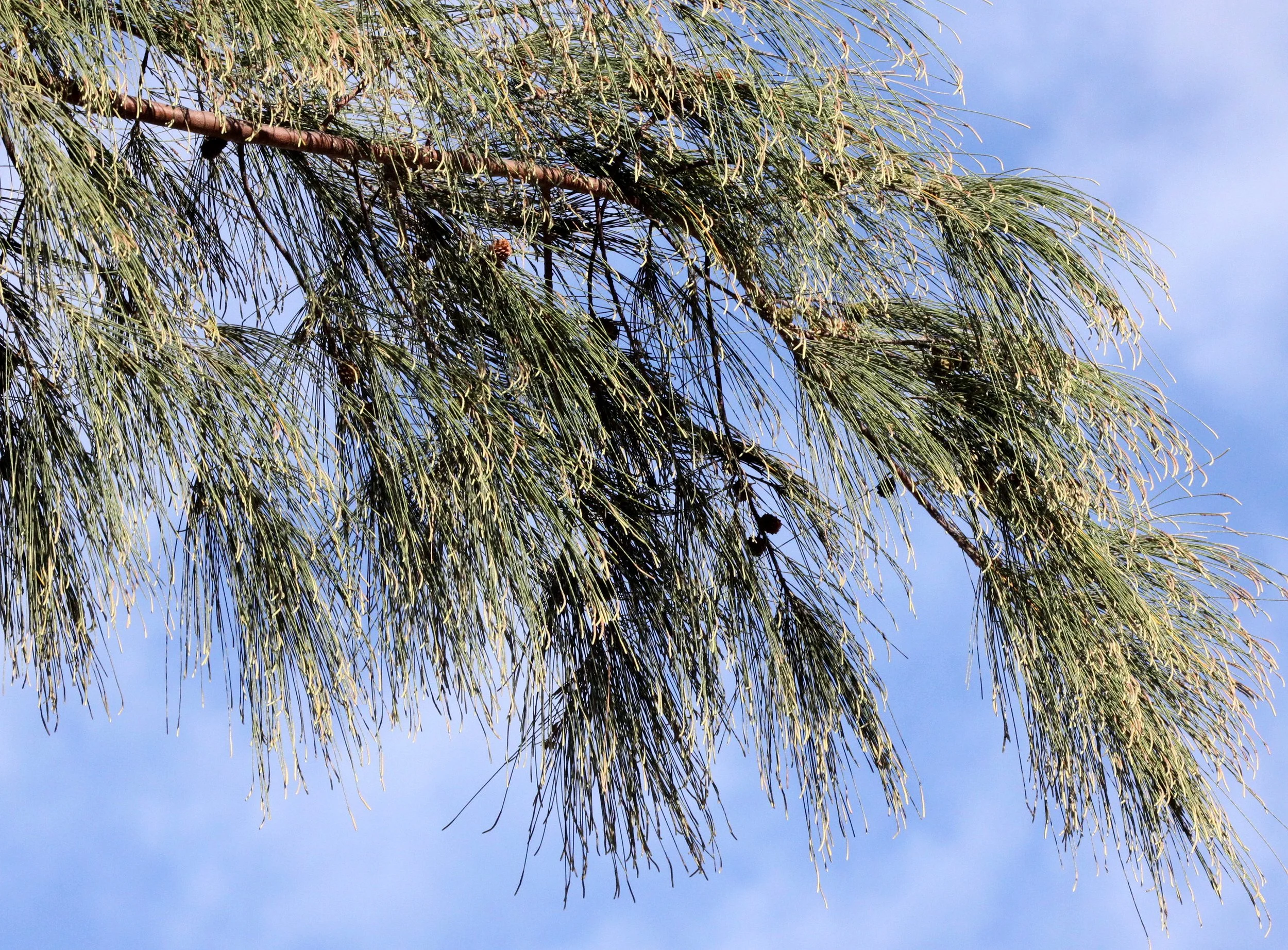 PLANT - PINUS SPECIES - MORONDAVA MADAGASCAR (5).JPG