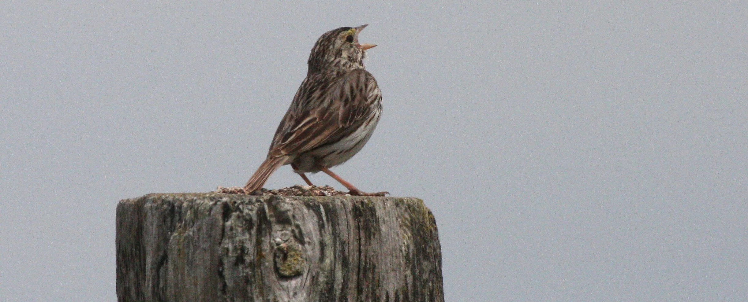 Savannah Sparrow (Passerculus sandwichensis) Dungeness NWR Sequim Washington (5).JPG