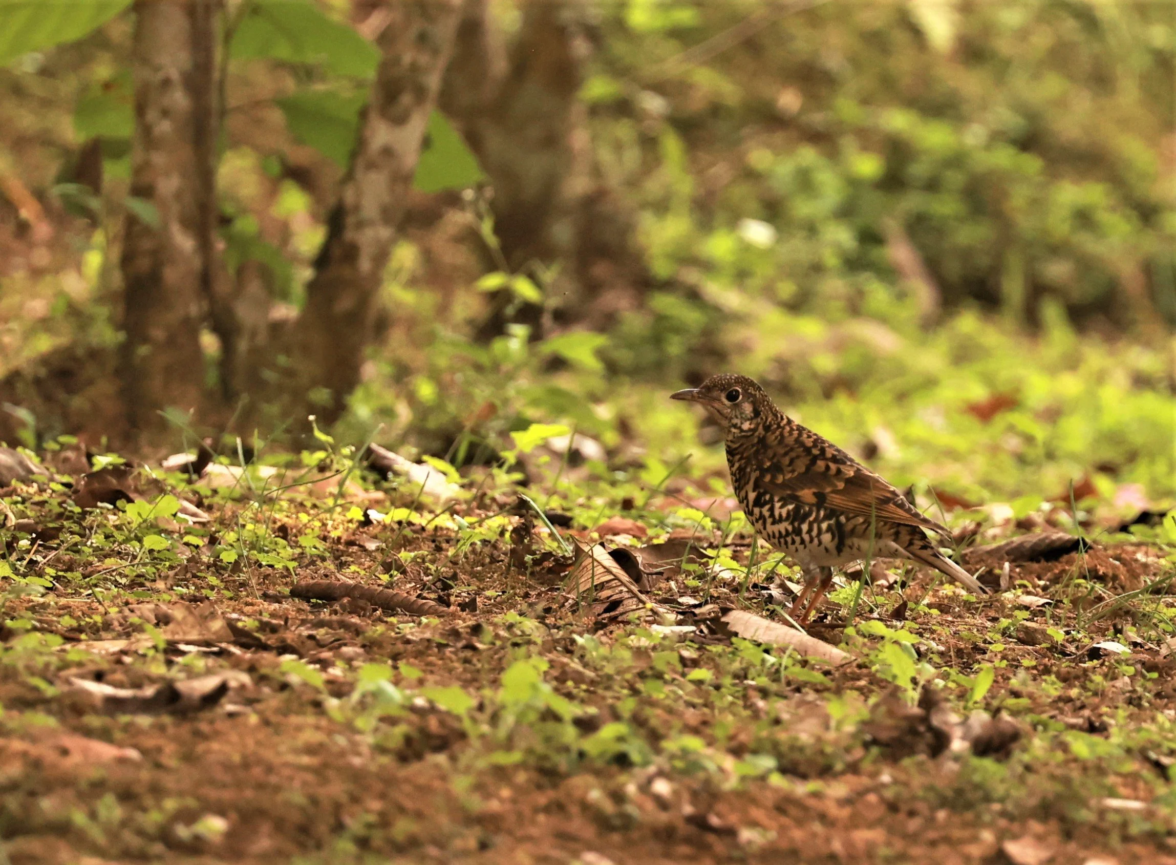 Scaly Thrush (Zoothera dauma) Doi Ang Kang Chiang Mai (60).jpg