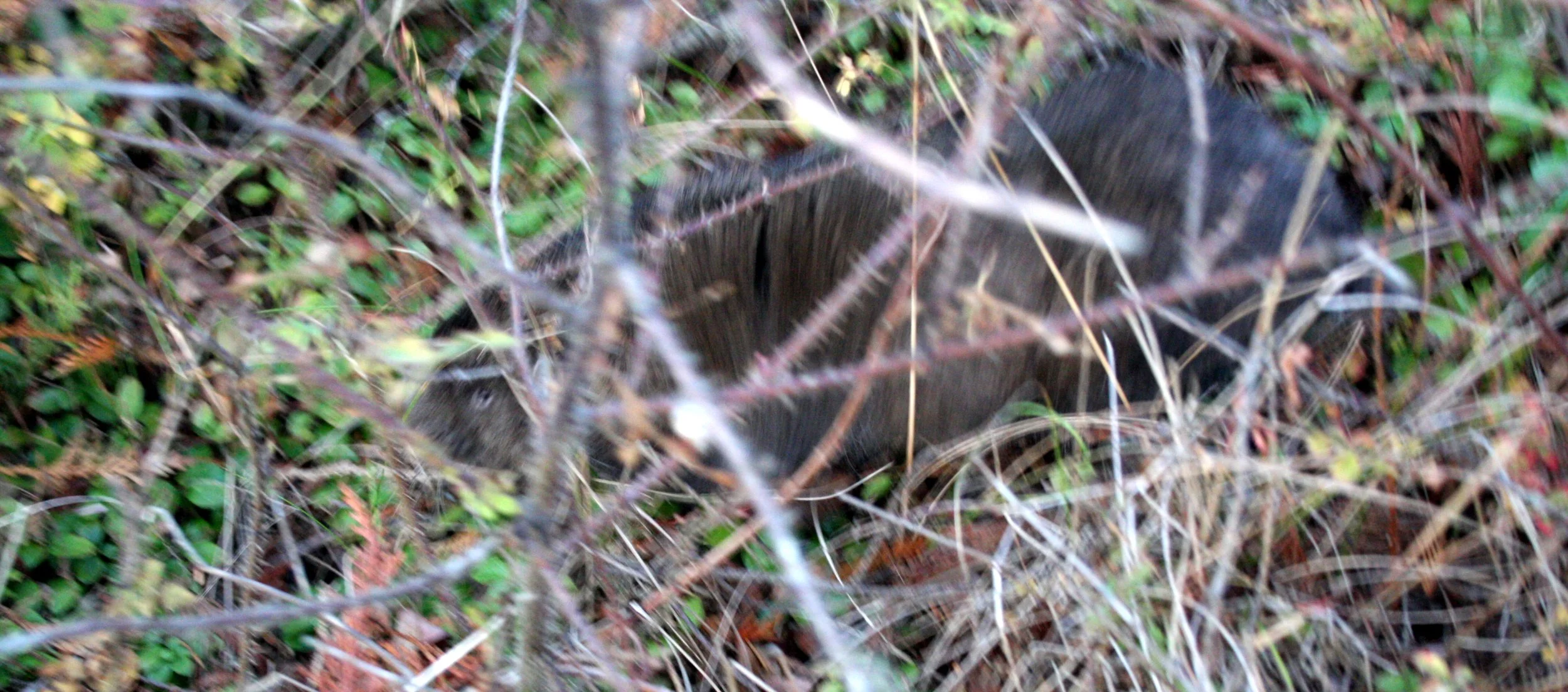 RODENT - MOUNTAIN BEAVER - LAKE FARM TRAILS WA (8).JPG