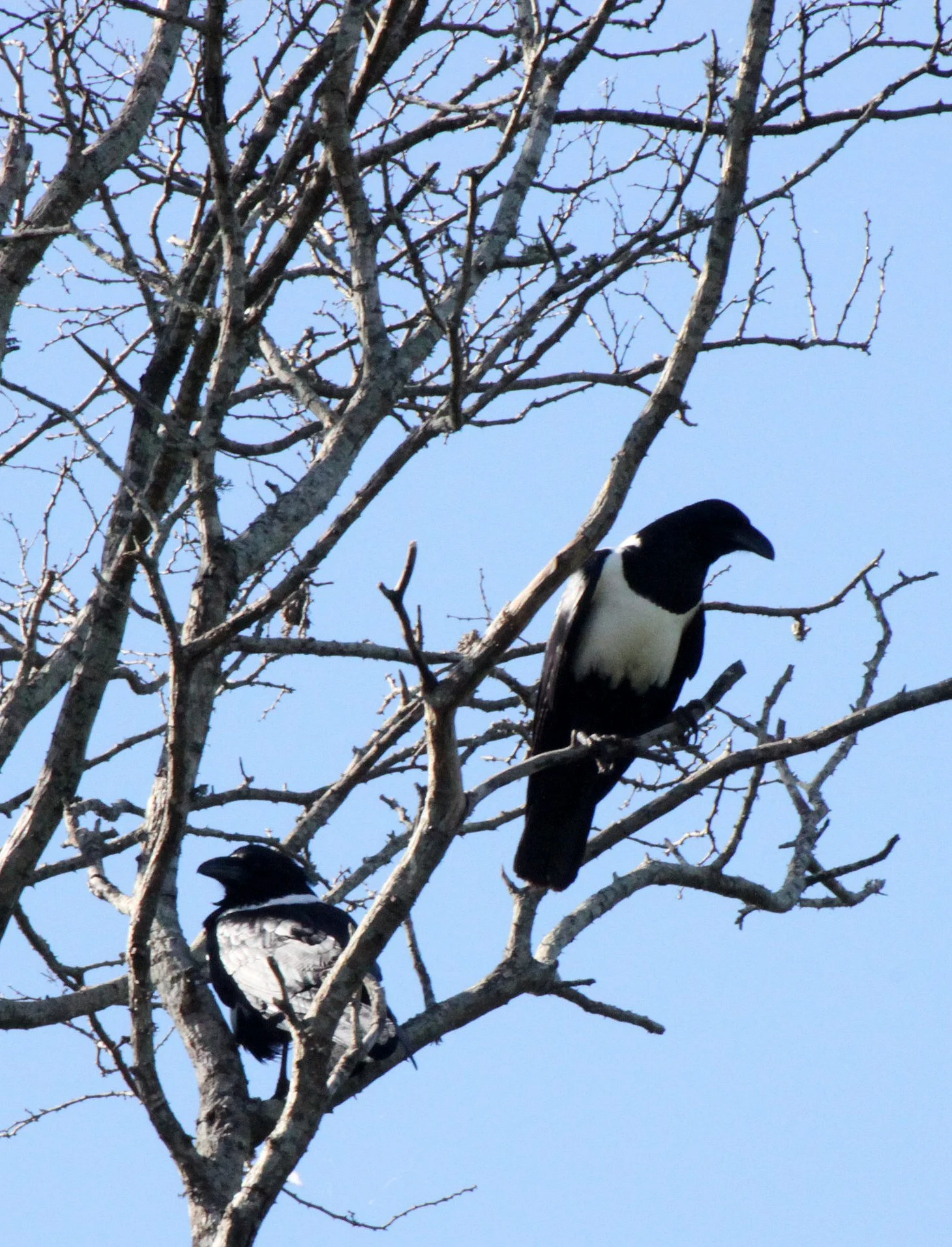 BIRD - CROW - PIED CROW - BERENTY RESERVE MADAGASCAR.JPG