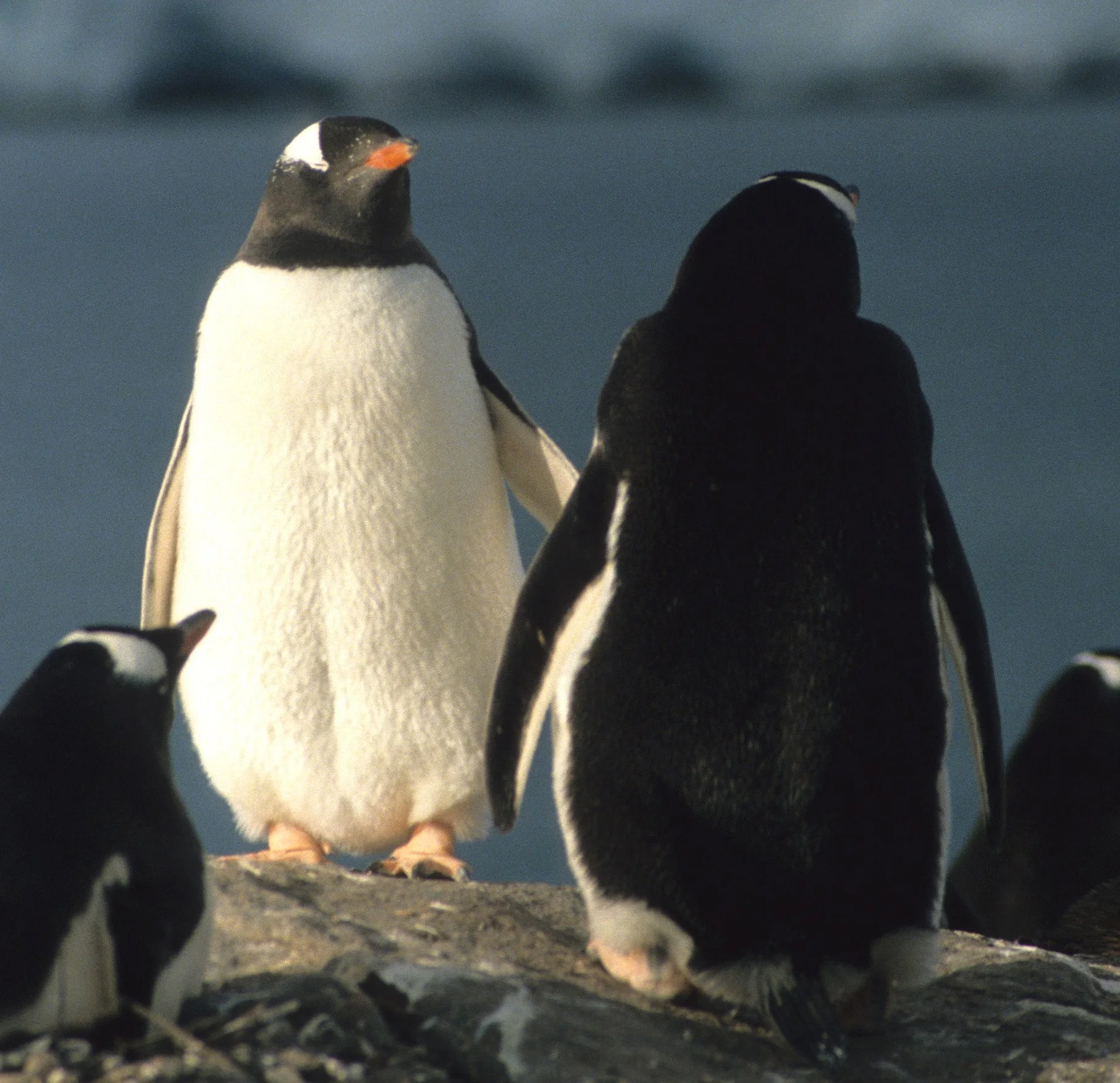 Gentoo Penguin (Pygoscelis papua) Antarctic Peninsula scanned slides 1996 (30).jpg