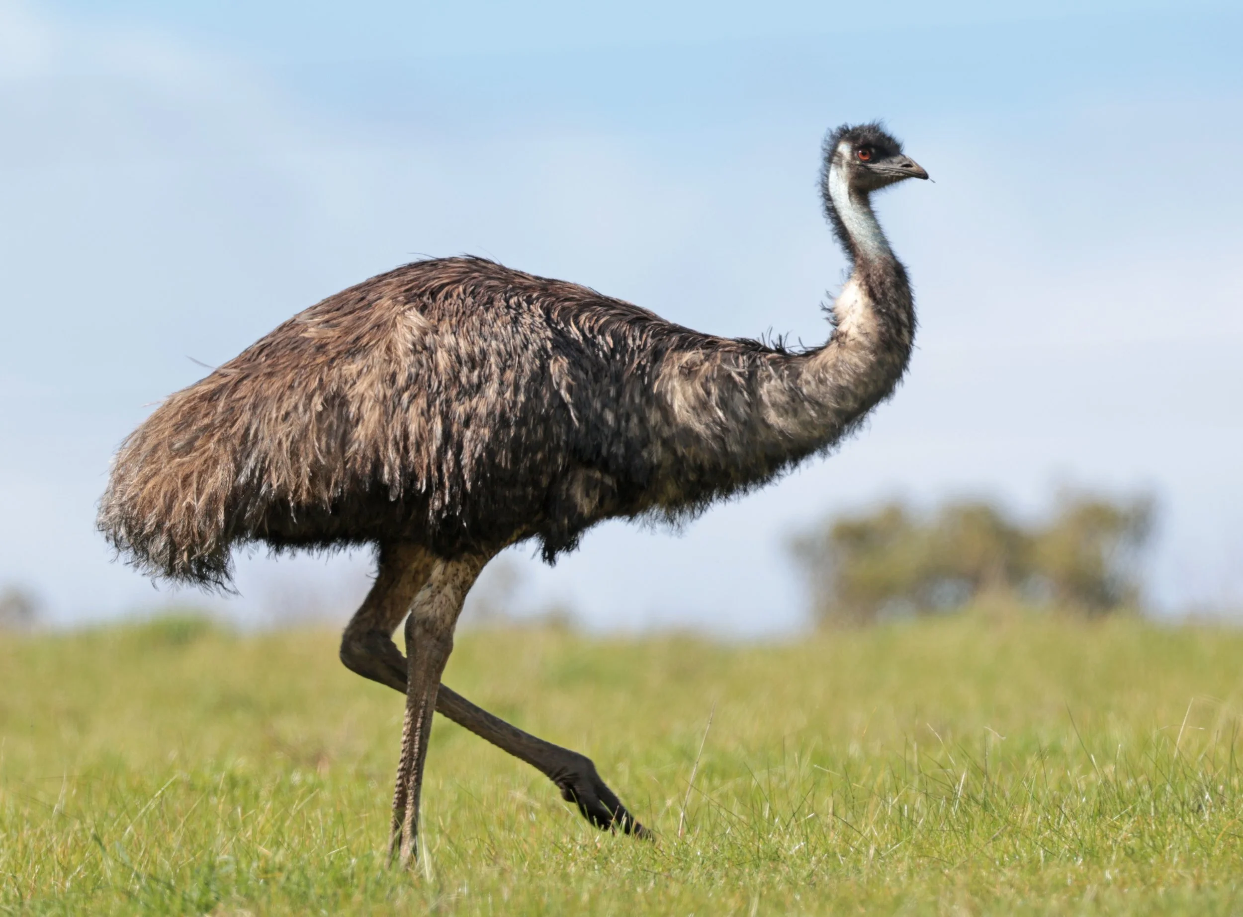 Emu (Dromaius novaehollandiae) Mt Frankland NP - Western Australia (55).jpg