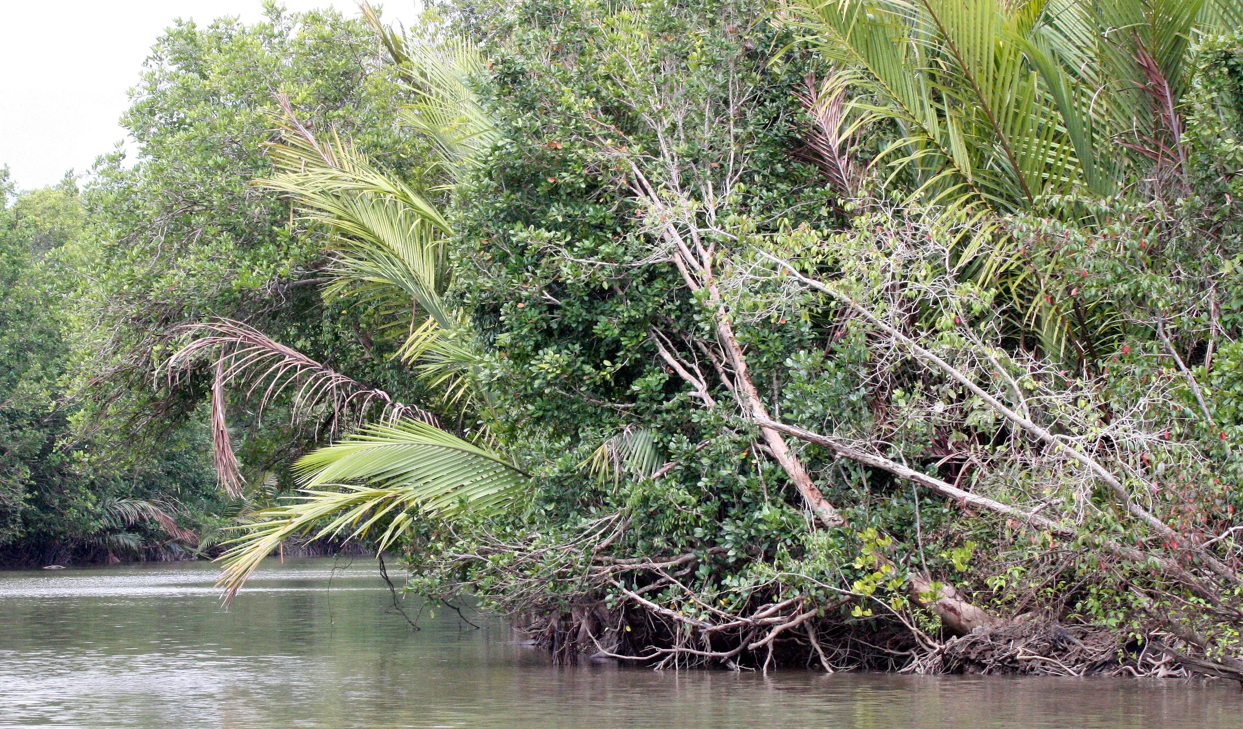 KINABATANGAN RIVER BORNEO - LI PALMS (2).JPG