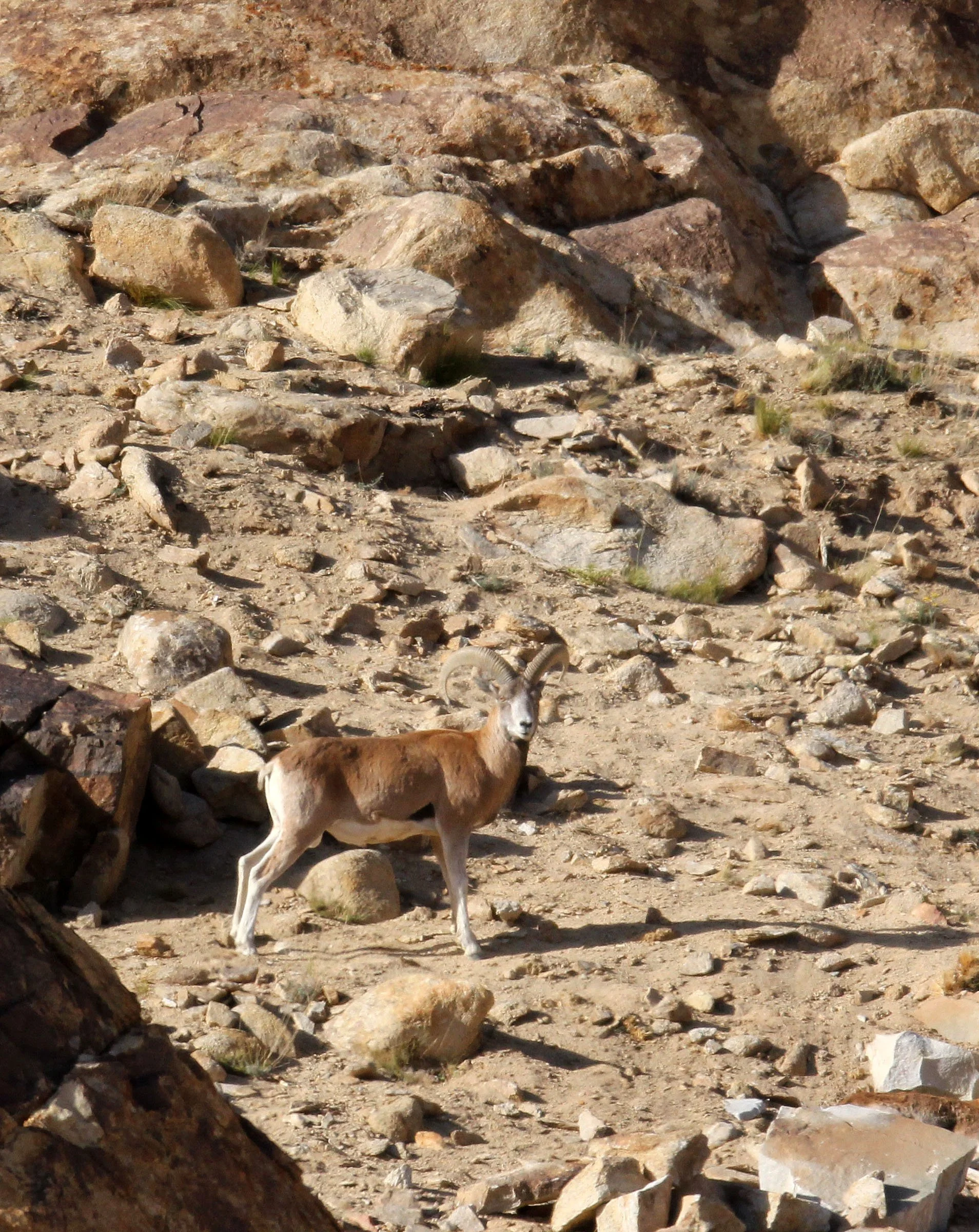URIAL - LADAKH URIAL - Ovis vignei - HEMIS NATIONAL PARK - LADAKH INDIA - JAMMU & KASHMIR - ULLEY VALLEY (124).JPG