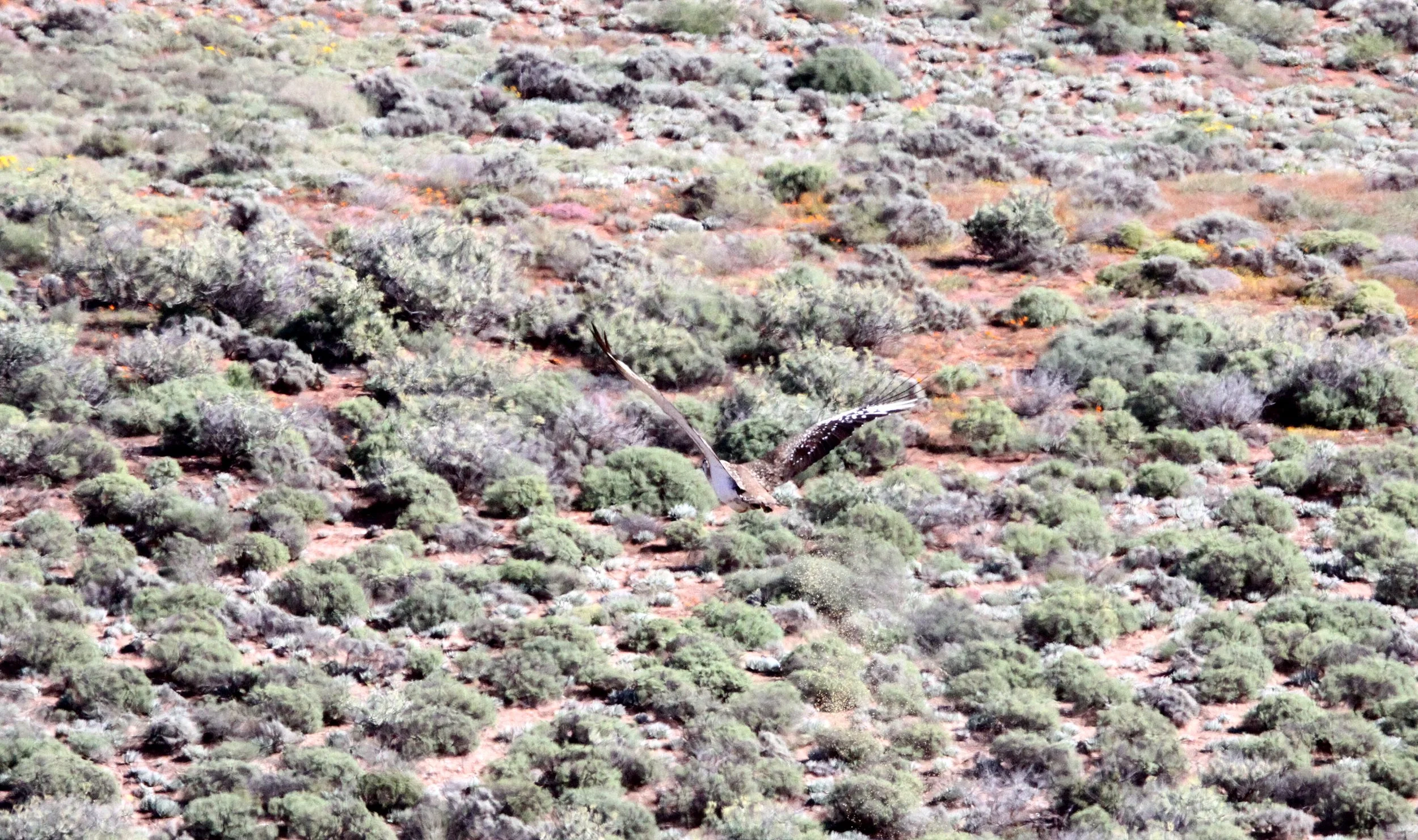 Kori bustard (Ardeotis kori) Namaqualand NP,South Africa.JPG