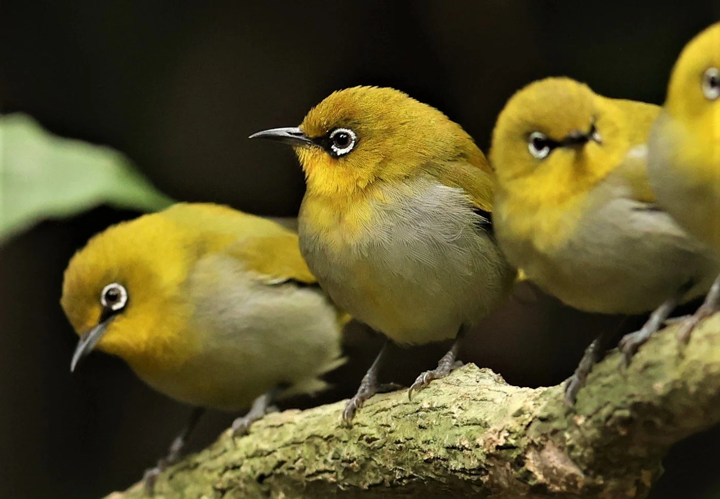 Indian White-eye (Zosterops palpebrosus) Doi Inthanon NP Chiang Mai (2).JPG