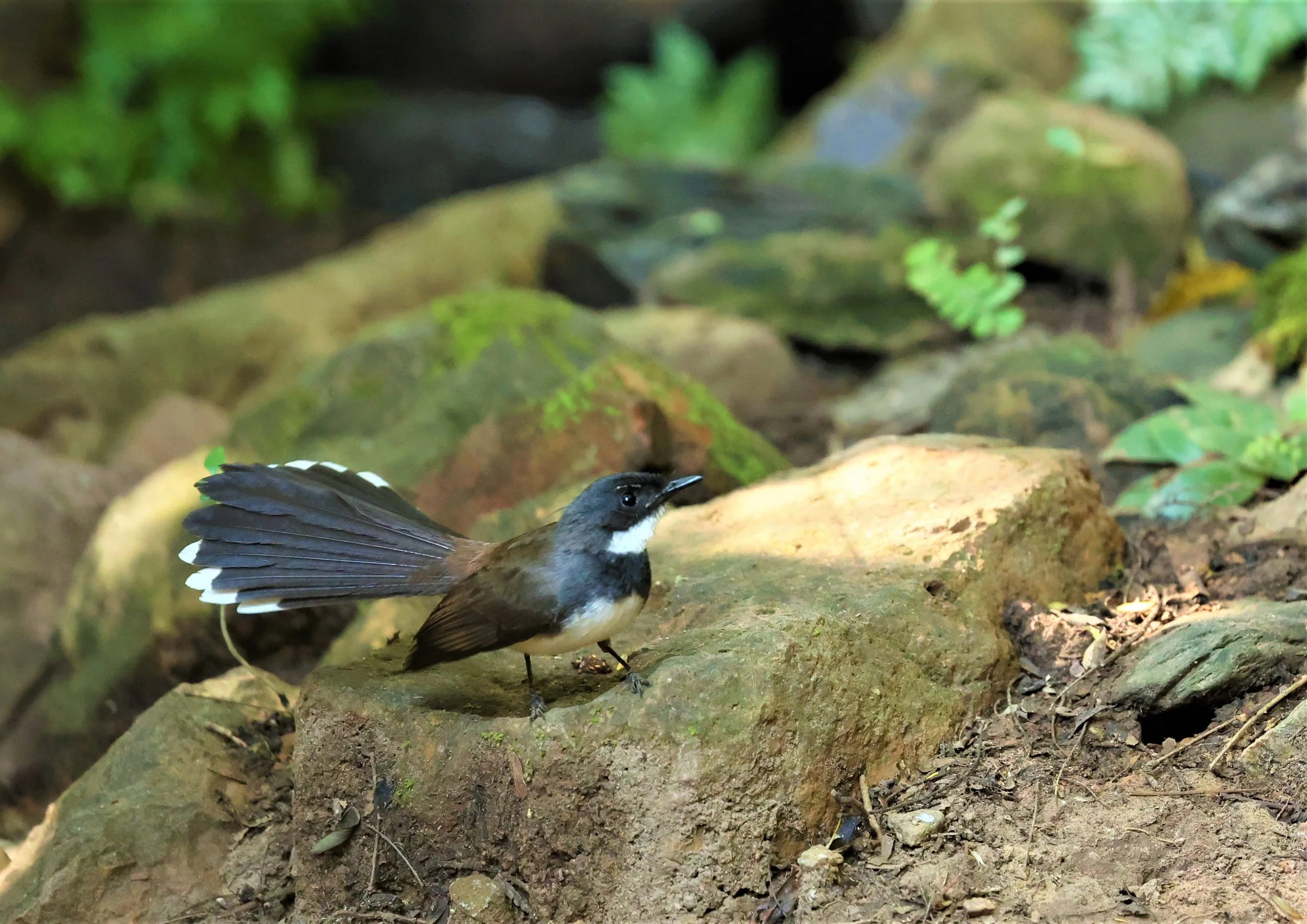 FANTAIL - PIED FANTAIL - Rhipidura javanica - PETCHABURI PROVINCE - NUY HIDE NEAR KAENG KRACHAN JAN 2022 (5).jpg