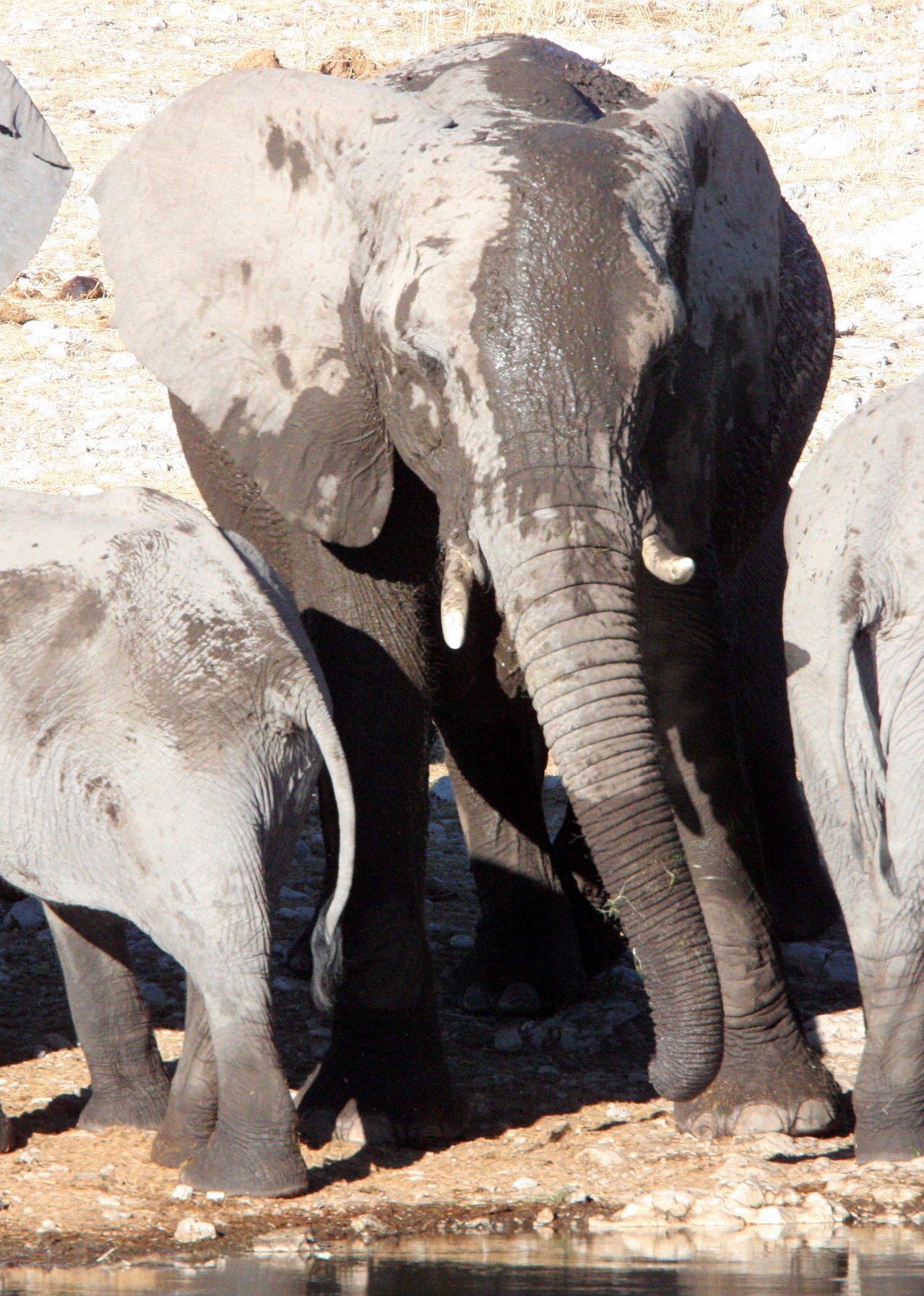 ELEPHANT - AFRICAN ELEPHANT - ETOSHA NATIONAL PARK NAMIBIA (85).JPG