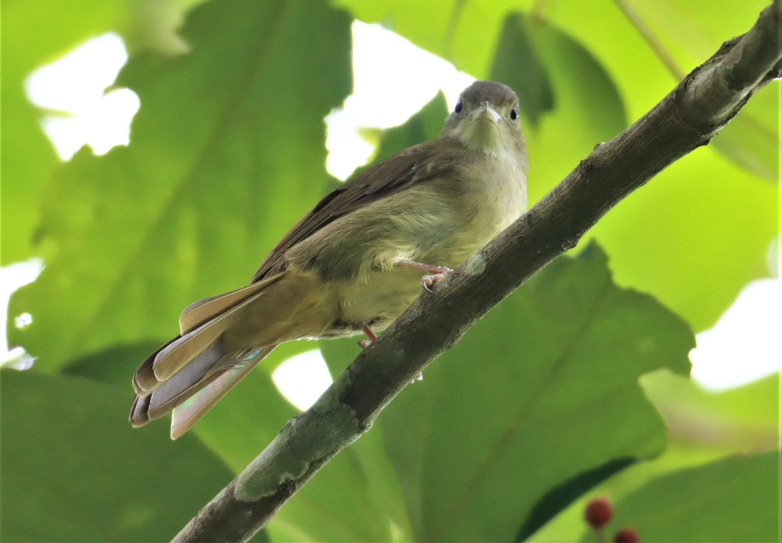 BULBUL - BUFF-VENTED BULBUL - Iole crypta - Sa Nang Manora Forest Park PHANG NGA PROVINCE (14).jpg