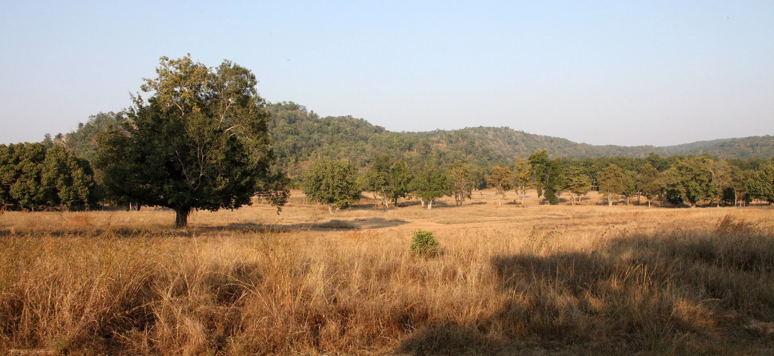 MADHYA PRADESH - KANHA NATIONAL PARK MADHYA PRADESH INDIA (13).JPG