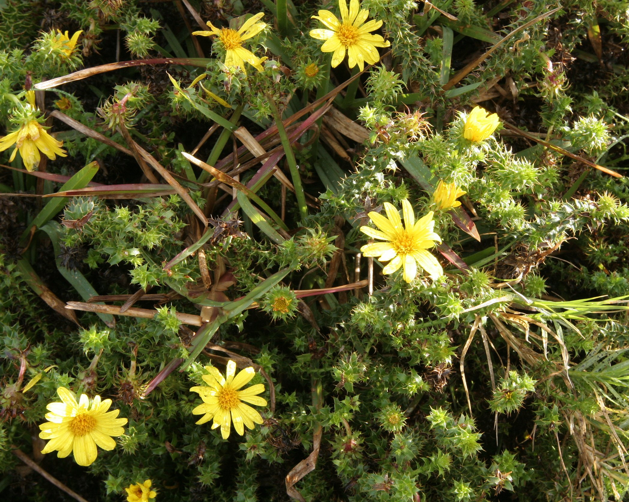 TABLE MOUNTAIN NATIONAL PARK - COASTAL FYNBO PLANT COMMUNITY (8).JPG