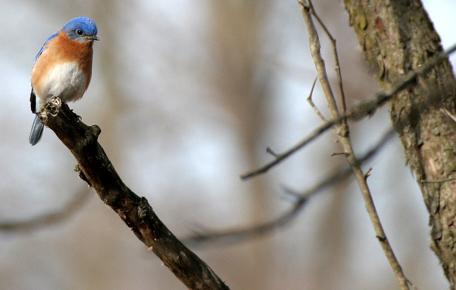 Eastern Bluebird (Sialia sialis) Lincoln Marsh Wheaton Illinois (12).JPG