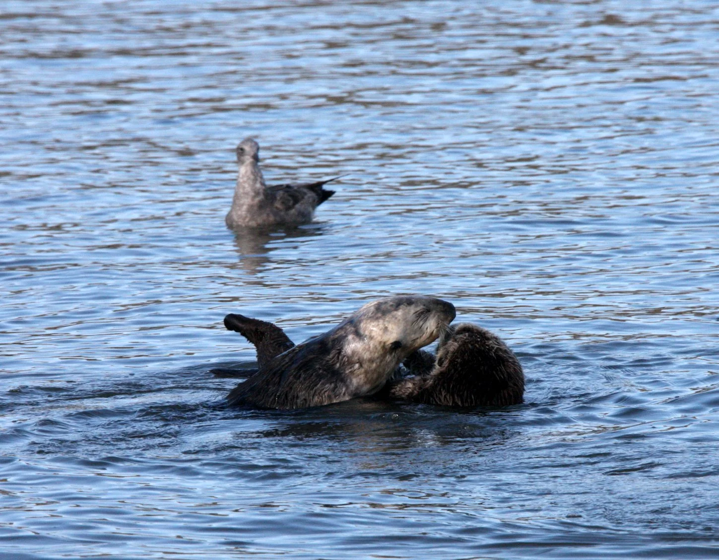 Enhydra lutris nereis - CALIFORNIA SEA OTTER - ELKHORN SLOUGH  WILDLIFE REFUGE CALIFORNIA (51).JPG