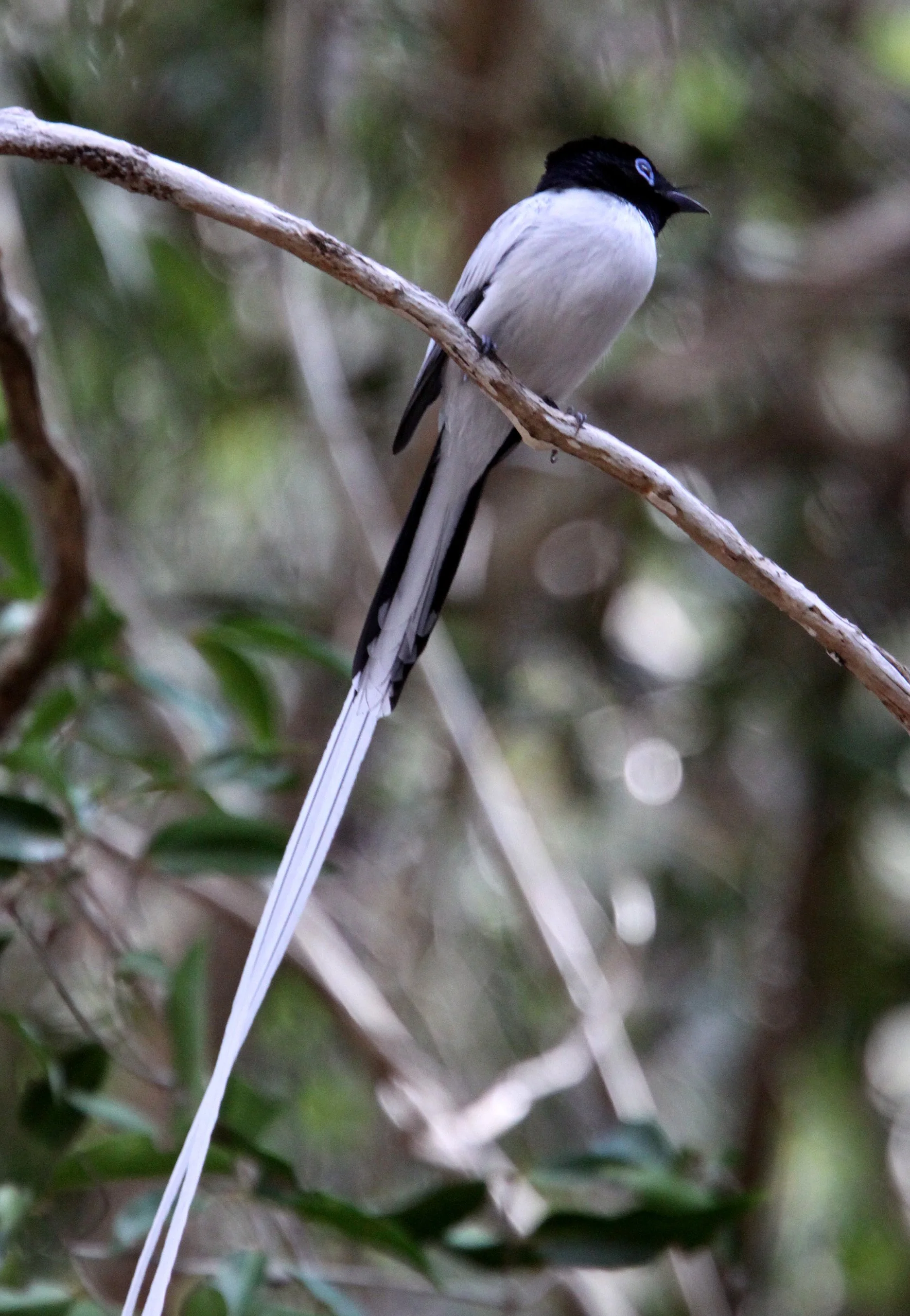 BIRD - FLYCATCHER - MADAGASCAR PARADISE FLYCATCHER - KIRINDY NATIONAL PARK - MADAGASCAR (7).JPG