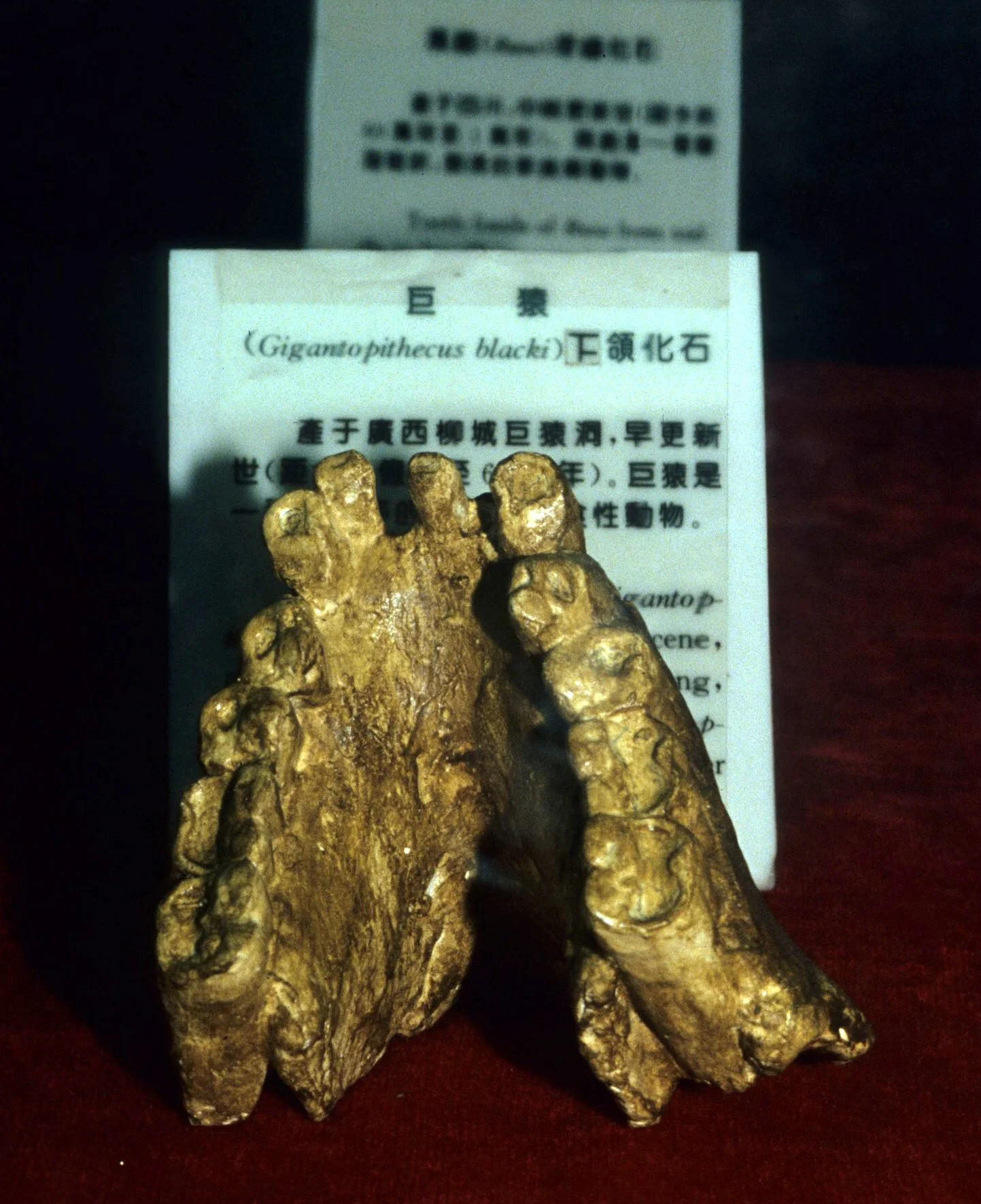 PRIMATE - GIGANTAPITHECUS SPECIES - FOSSIL IN CHENGDU CHINA.jpg