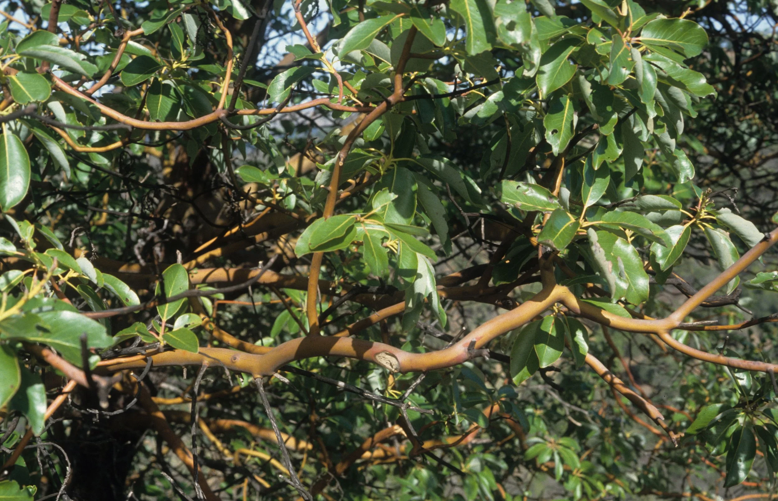 CALIFORNIA - POINT REYES - ARBUTUS MENZIESII - MADRONE BARK A.jpg