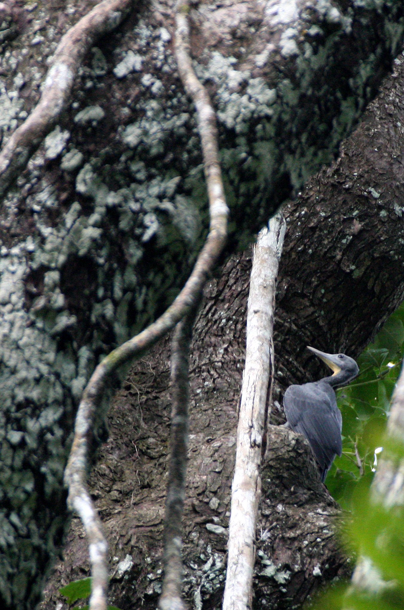 BIRD - WOODPECKER - GREAT-SLATY WOODPECKER - KAENG KRACHAN NP THAILAND (6).JPG