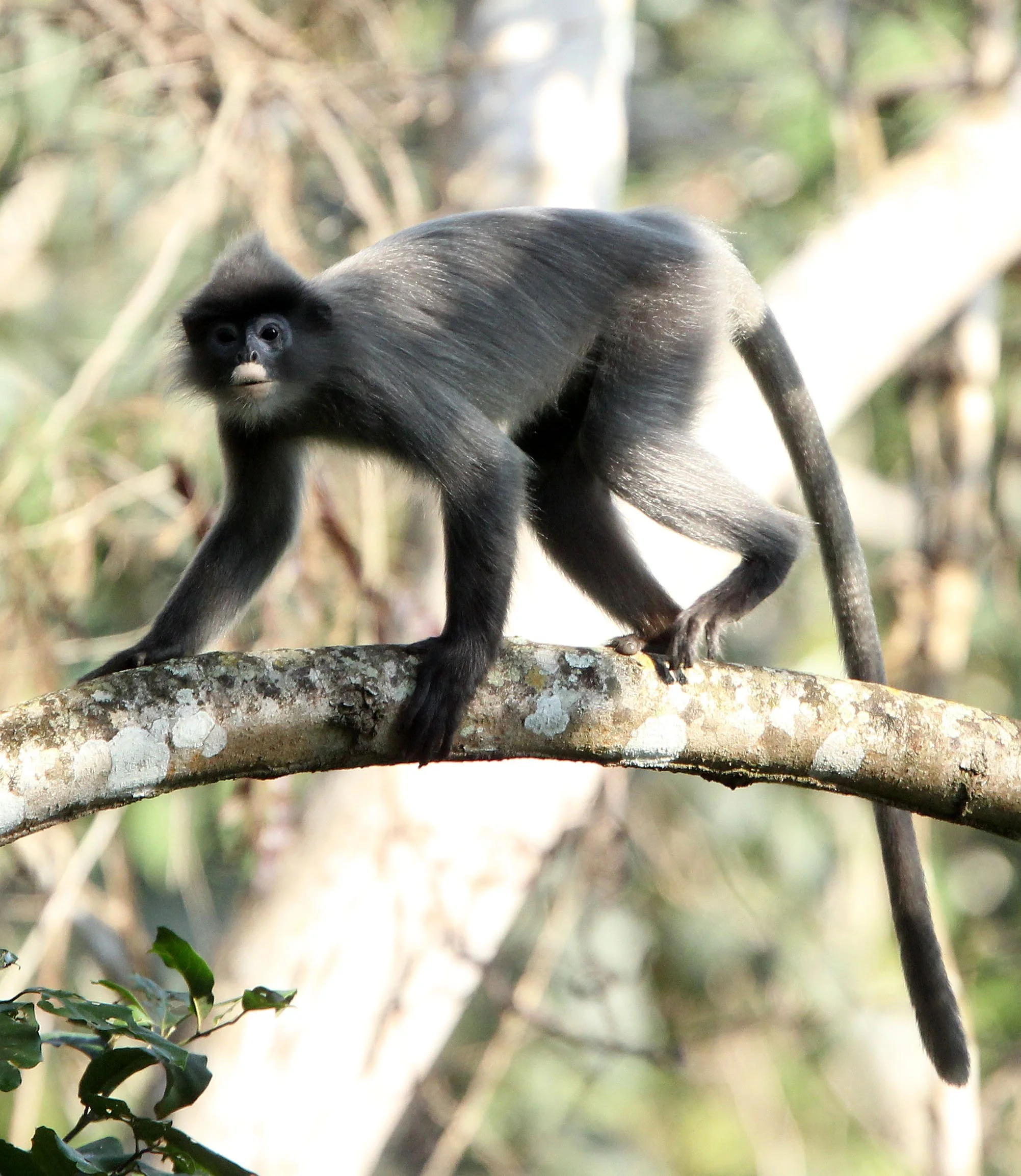 CERCOPITHECIDAE - Trachypithecus crepusculus - INDOCHINESE GRAY LANGUR - HUAI KHA KHAENG NATURE RESERVE - KAPOK KAPIEN STATION & MINERAL LICK - THAILAND (8).JPG
