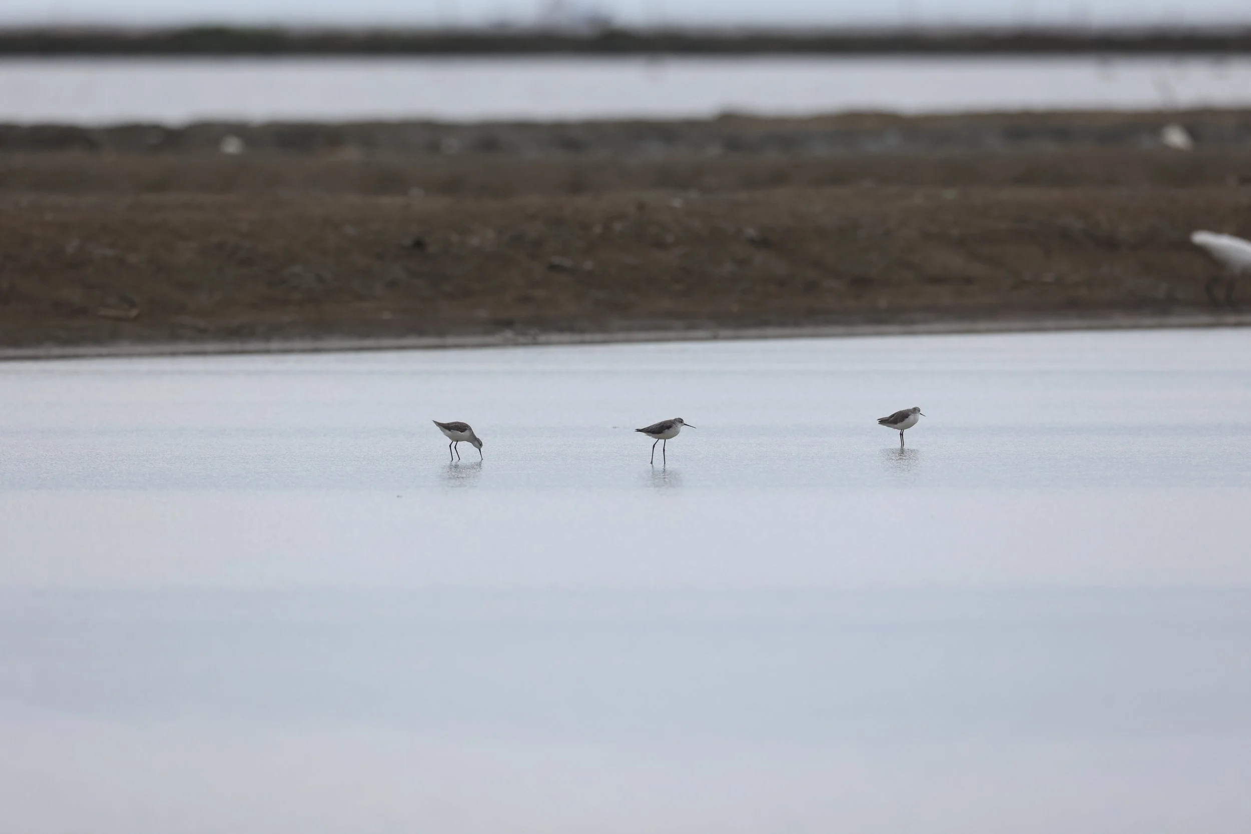 SANDPIPER - MARSH SANDPIPER - Tringa stagnalis - PAK THALE 16 & 19 OCTOBER 2021  (1).JPG