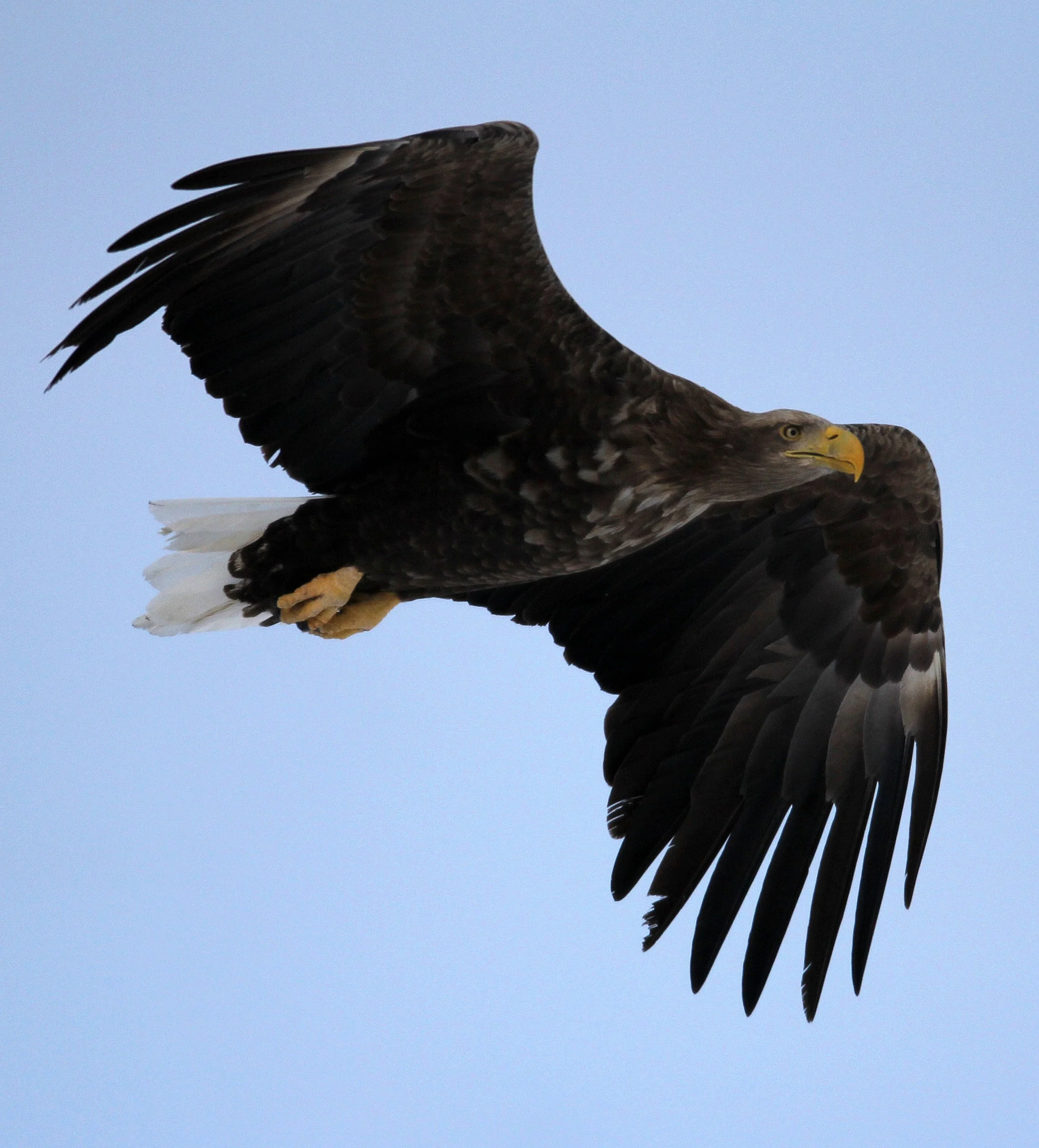 Haliaeetus albicilla - WHITE-TAILED EAGLE - AKAN INTERNATIONAL CRANE CENTER - HOKKAIDO JAPAN (12).JPG