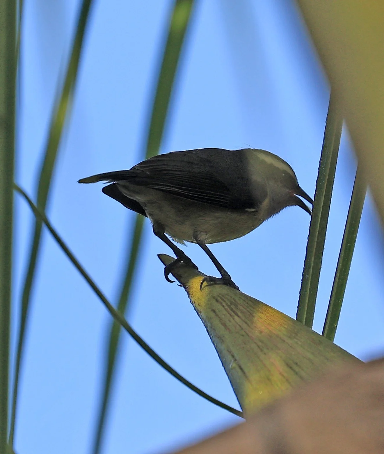 Bananaquit (Coereba flaveola) Superagui National Park, Brazil