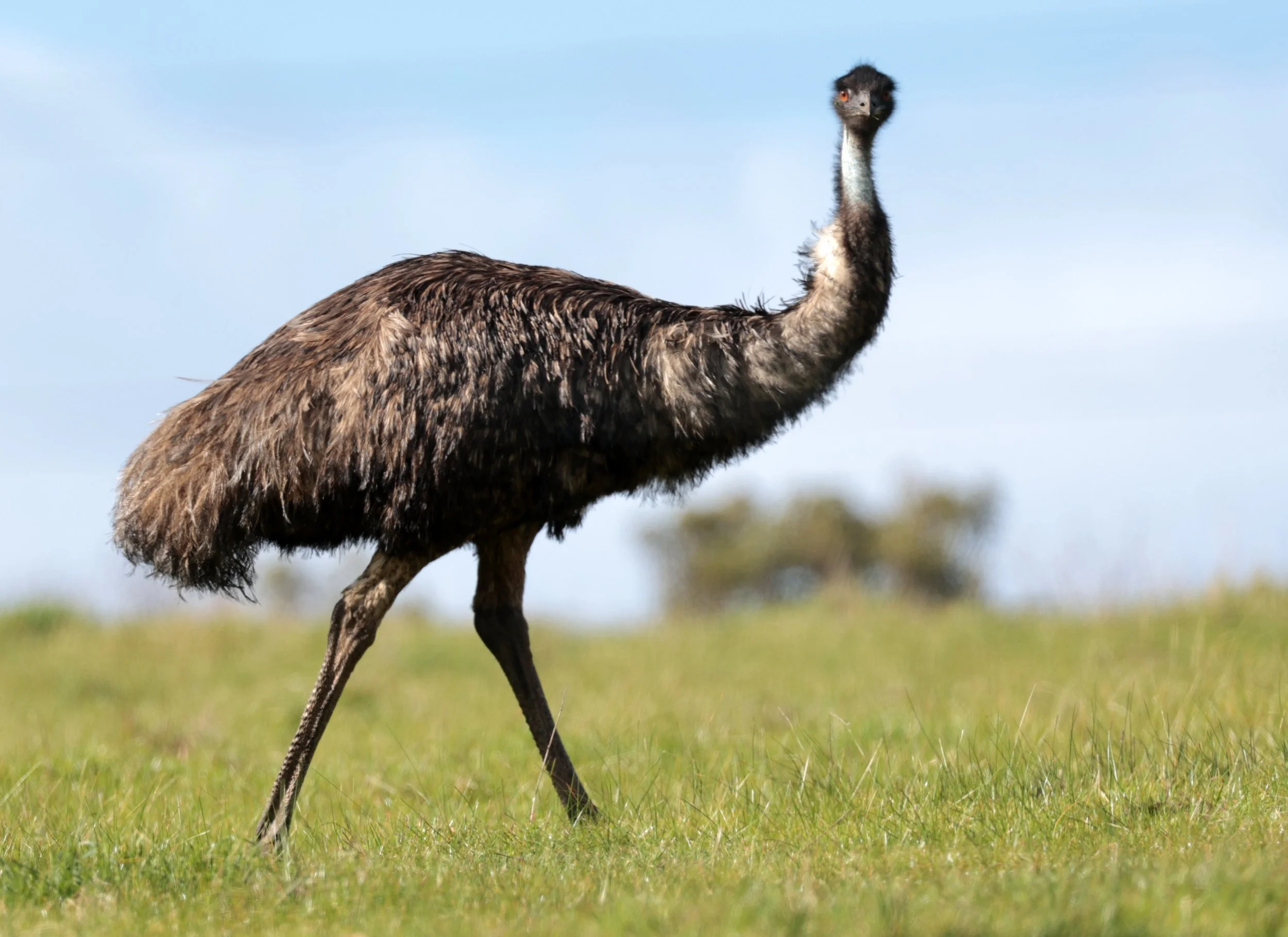 Emu (Dromaius novaehollandiae) Mt Frankland NP - Western Australia (53).jpg