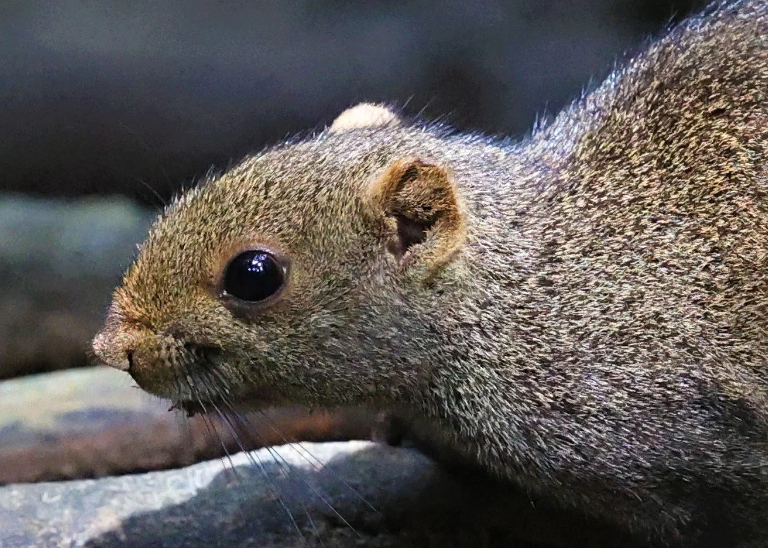 The Grey-bellied squirrel (Callosciurus caniceps), also known as the Northern grey-bellied squirrel, is a common rodent species native to the forests and gardens of Southeast Asia.