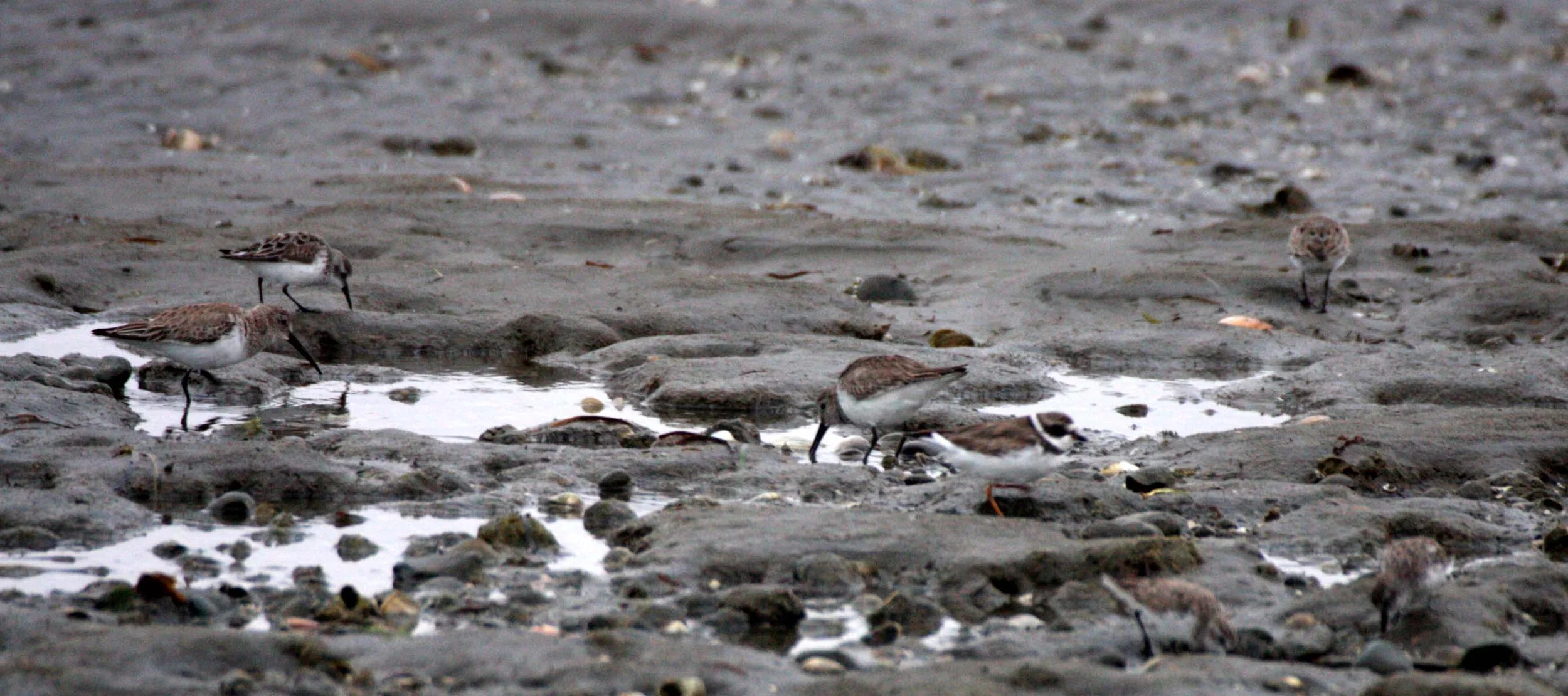 BIRD - PLOVER - SEMIPALMATED PLOVER - WITH WESTERN SANDPIPERS - SAN IGNACIO LAGOON BAJA MEXICO.JPG