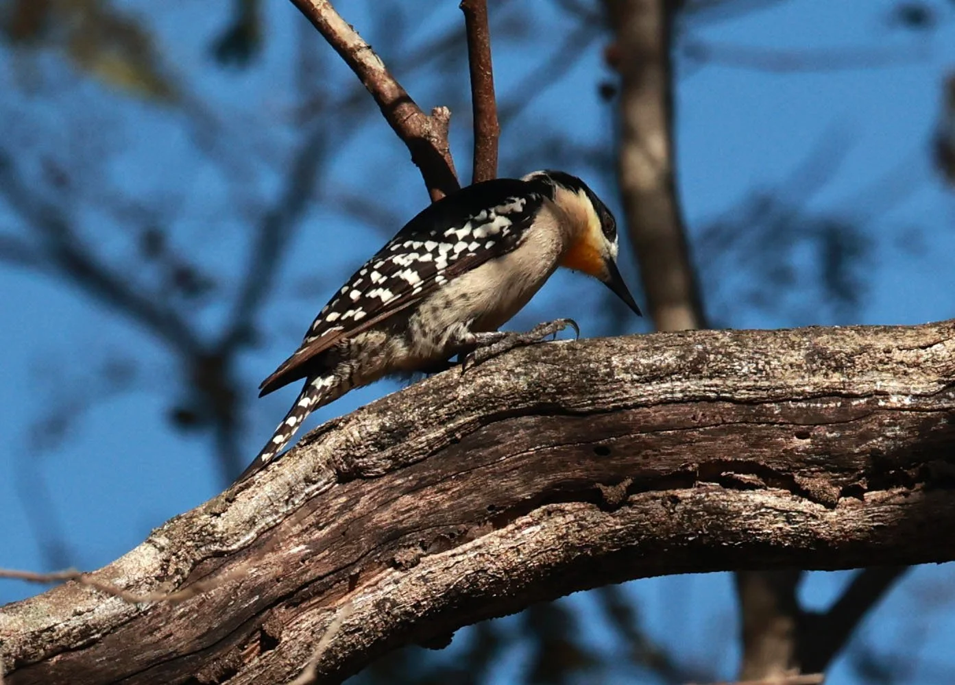 Woodpecker - White-fronted Woodpecker - Melanerpes cactorum - Pousada Aguape - Fazenda São José Zona Rural, Aquidauana, Mato Grosso do Sul, Brazil (13).jpg