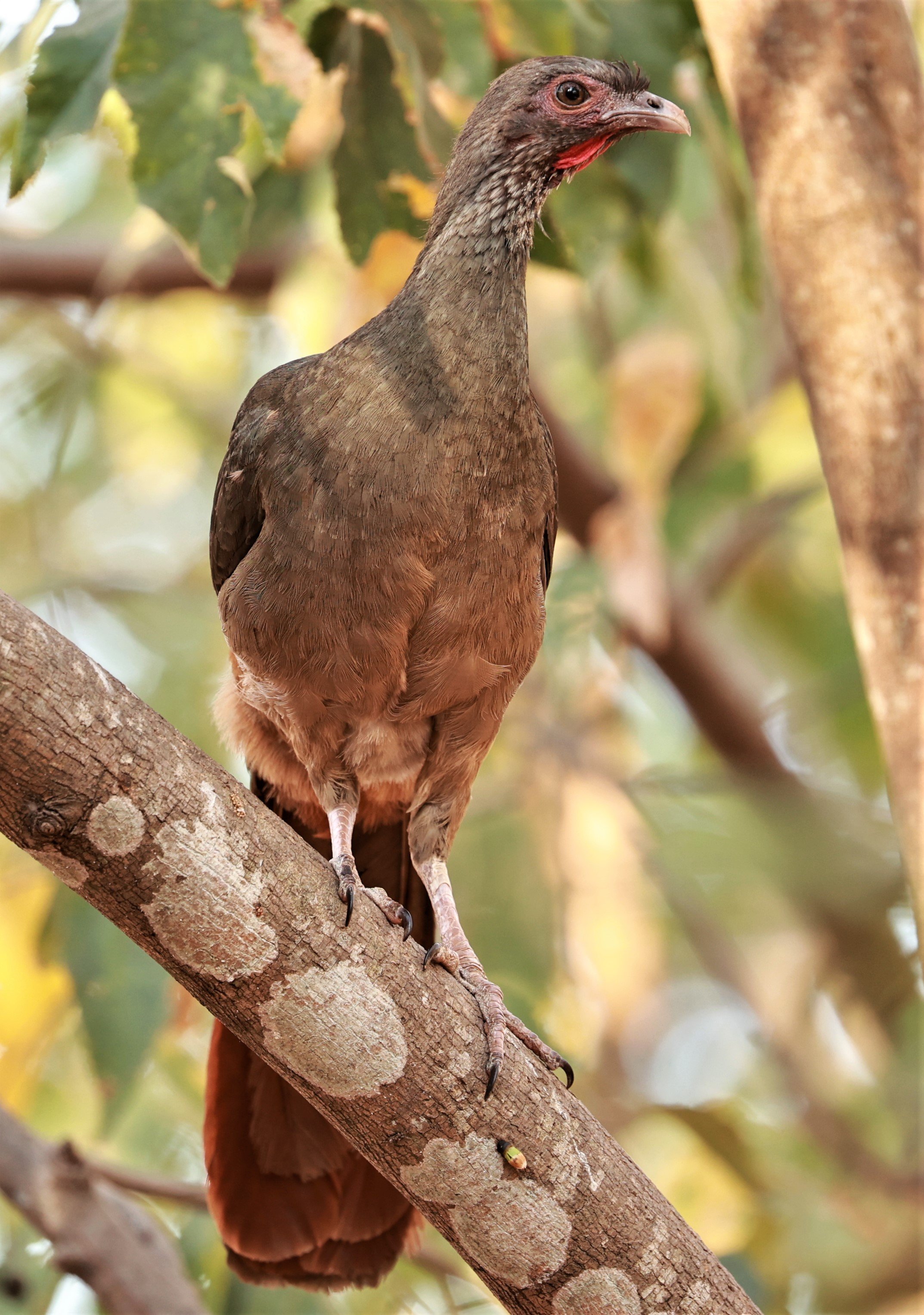 Guan - Rusty-margined Guan - Penelope superciliaris - Porto Alegre Lodge, Pantanal (1).JPG