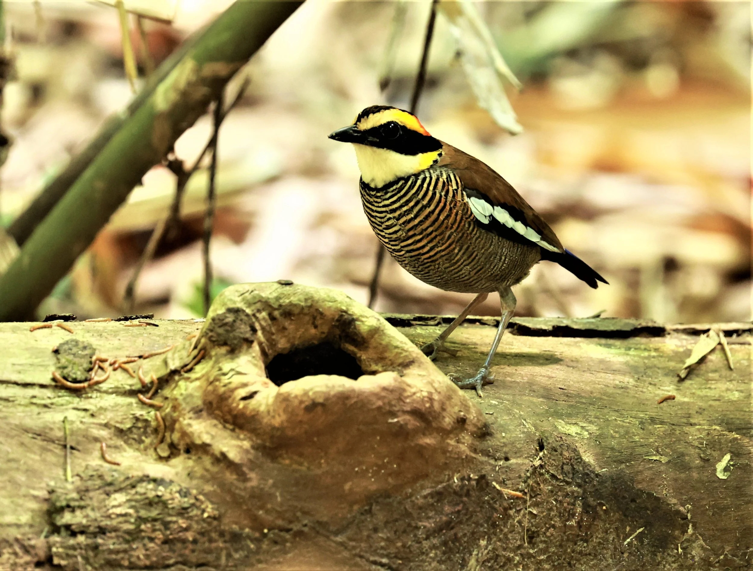 PITTA - Malayan banded pitta - Hydrornis irena - Si Phang Nga National Park, Thailand Feb 18-19, 2023 (76).jpg
