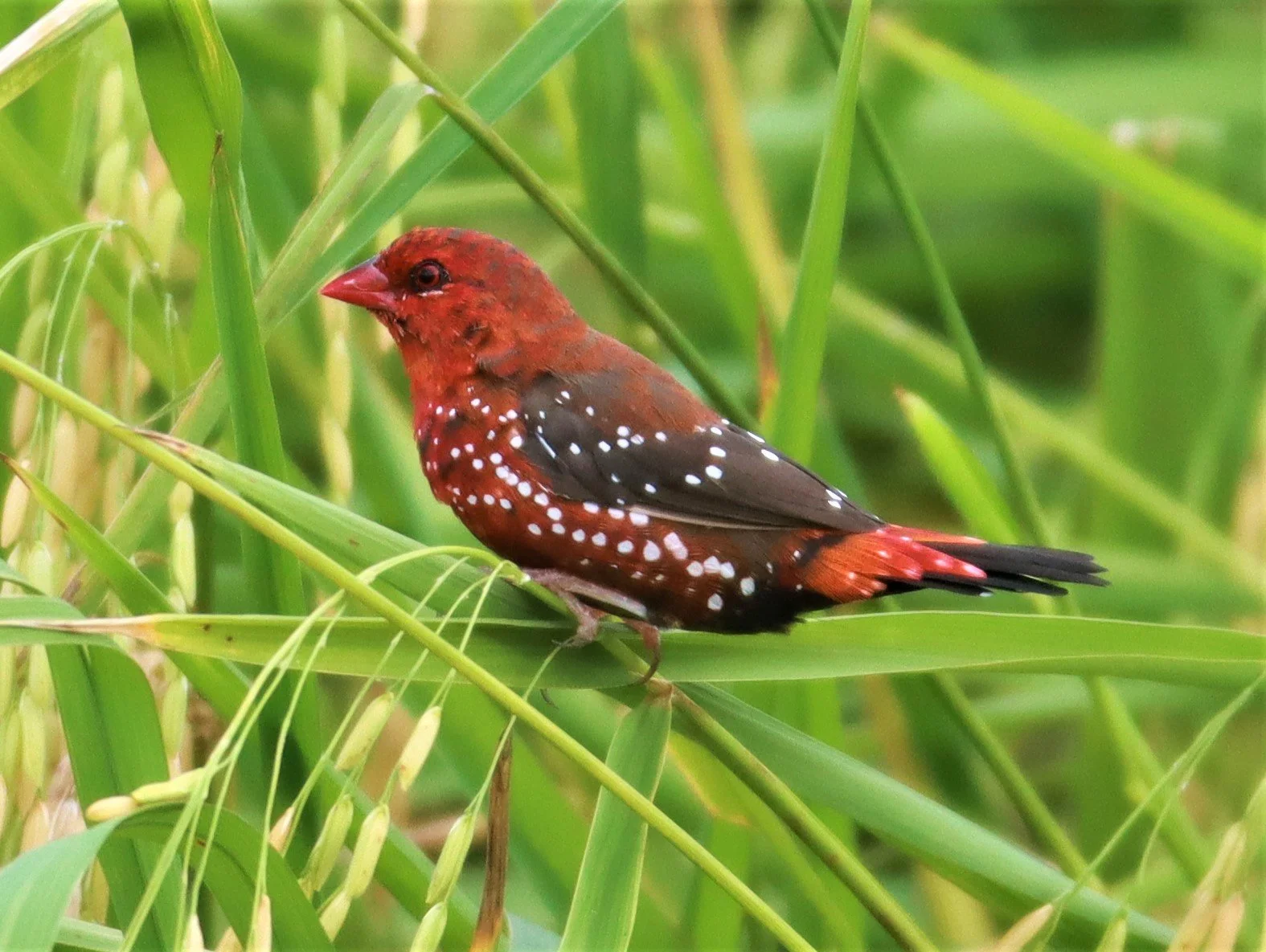 RED AVADAVAT - Amandava amandava - LAD KRABANG  THAP YAO RICE FIELDS AUGUST 14 2021 (131).jpg