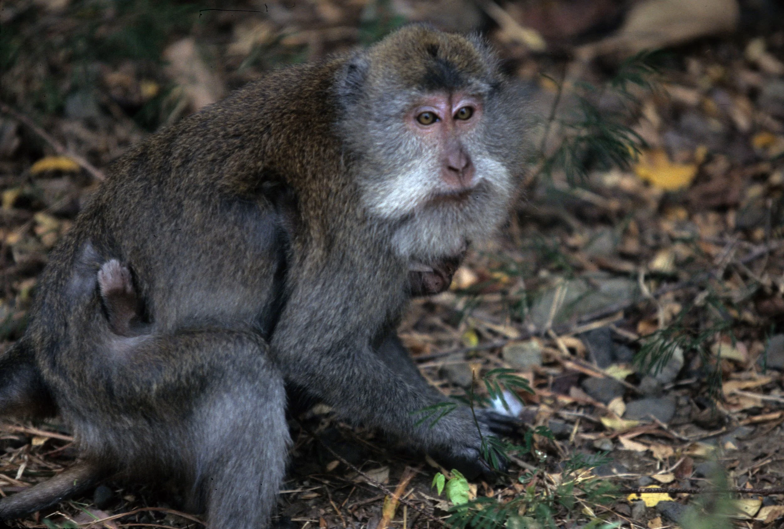 PRIMATE - MACAQUE SPECIES - BALI BARAT NP INDONESIA A.jpg