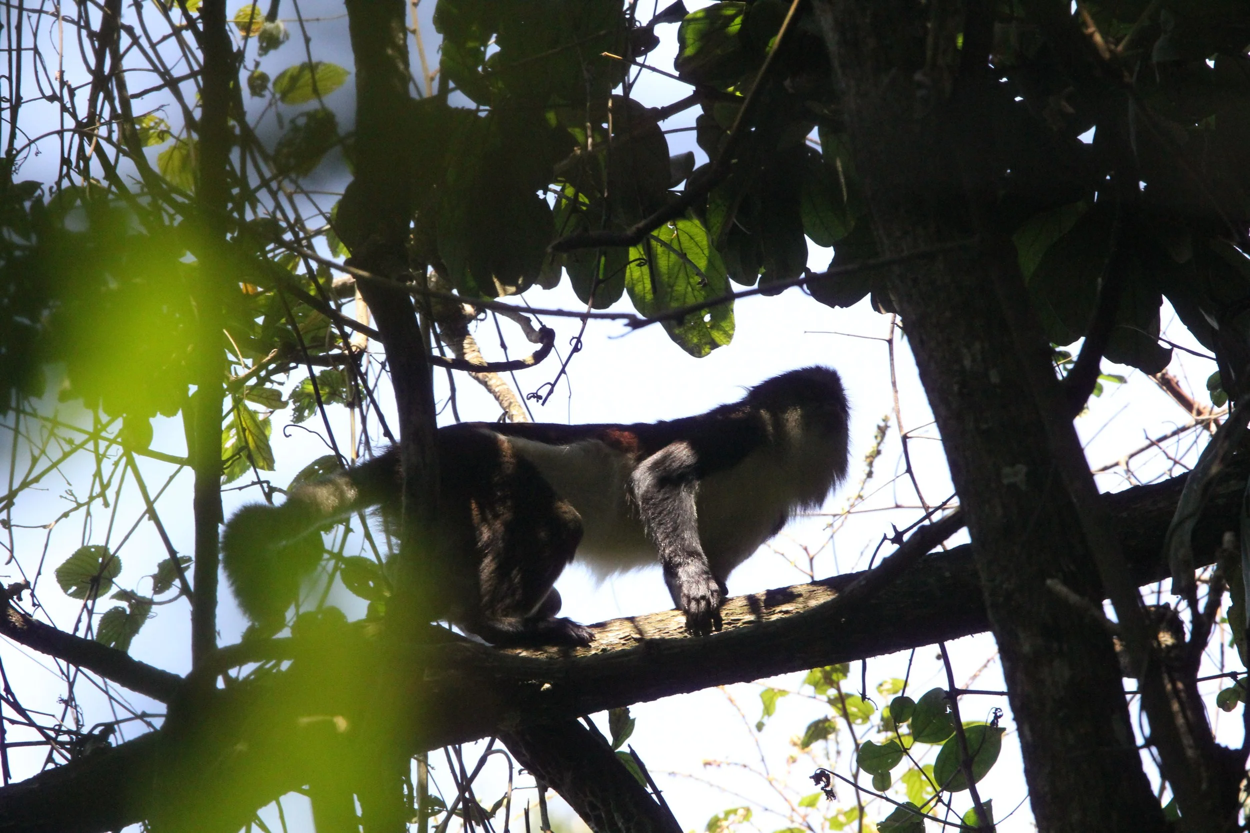 CERCOPITHECIDAE - Cercopithecus denti - DENT'S MONKEY - NYUNGWE NATIONAL PARK RWANDA (305).JPG