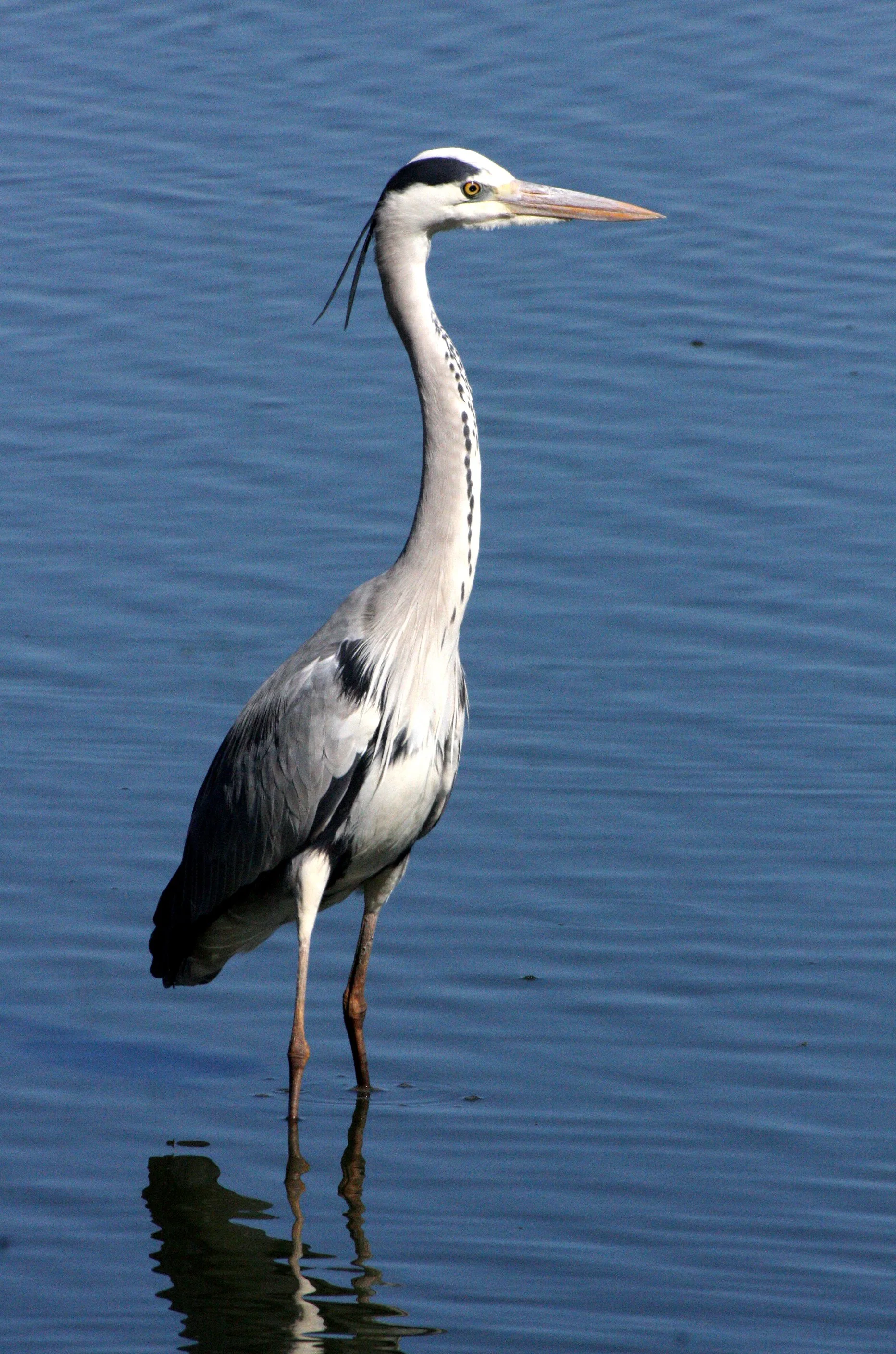 HERON - GREY HERON - Ardea cinerea - KRUGER NATIONAL PARK SOUTH AFRICA (12).JPG