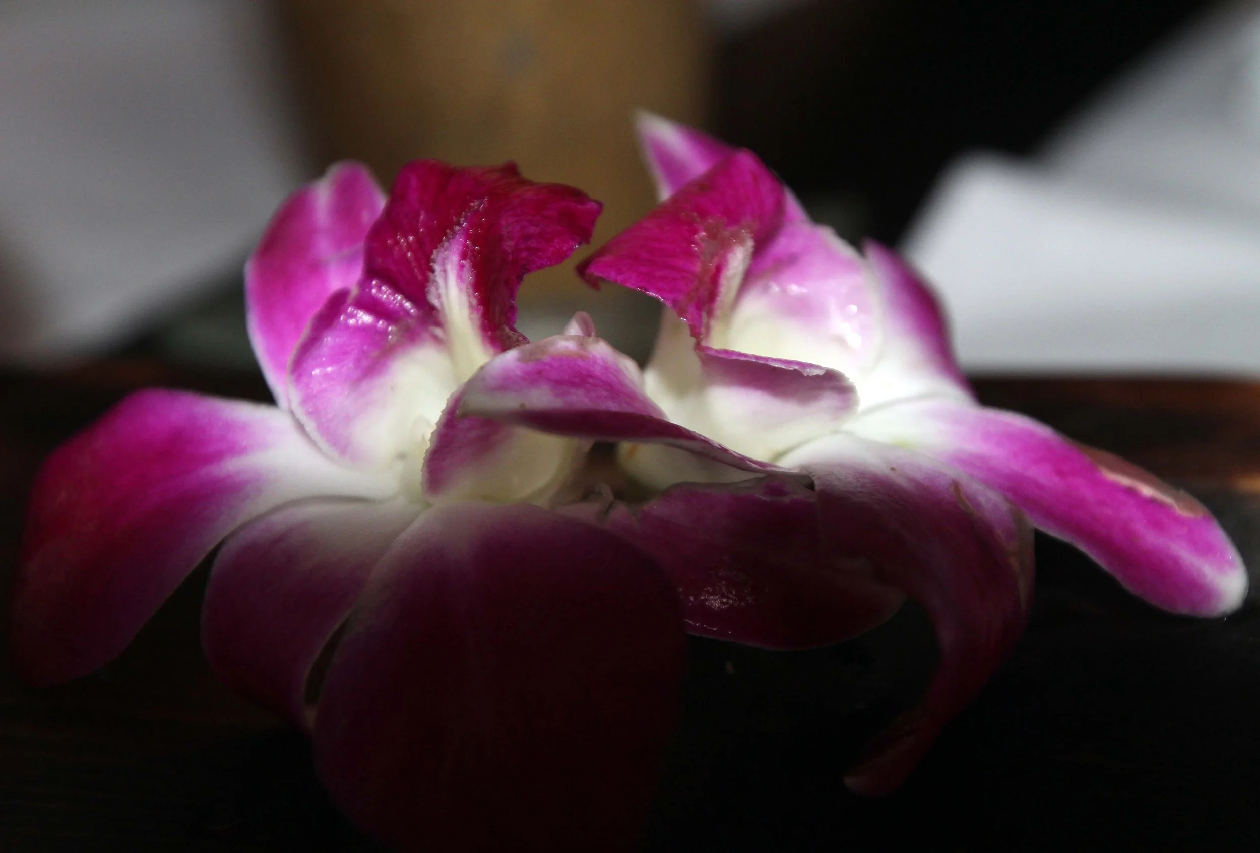 2013 BKK - NIGHT OUT AT ISSAYA WITH FRIENDS (18).JPG