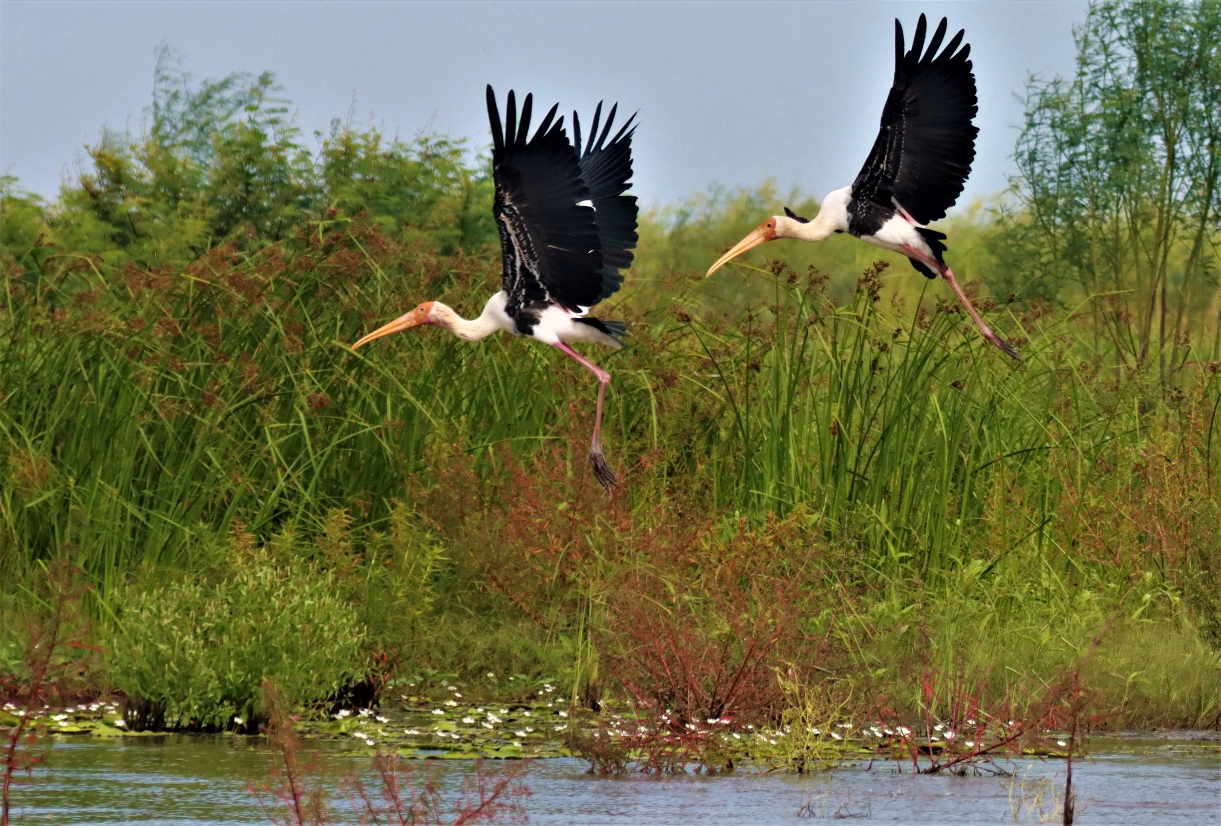 STORK - PAINTED STORK - Mycteria leucocephala - BUENG BORAPHET NAKHON SAWAN AUGUST 2021 (27).jpg